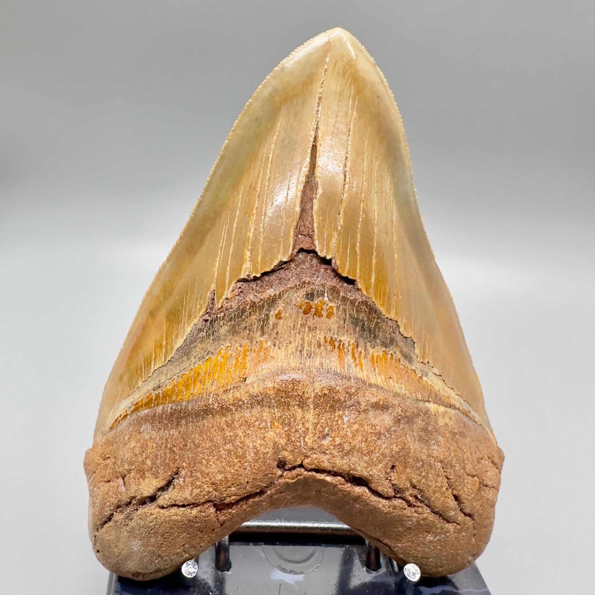 sharply serrated green and gold colors 5.39" long Fossil Megalodon Tooth from North Carolina CM4573 - Front