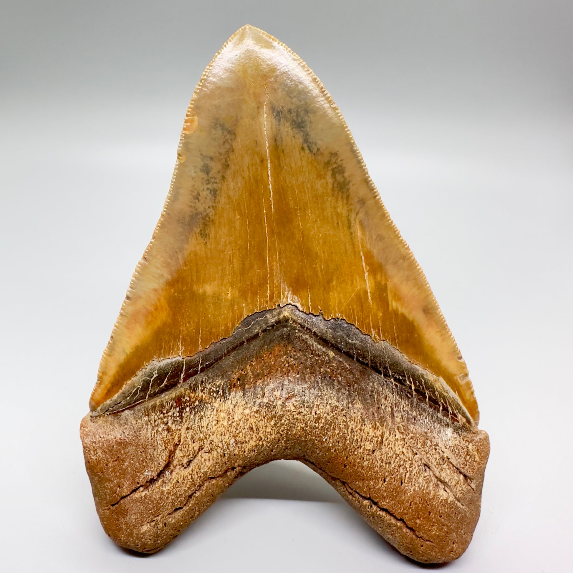 sharply serrated green and gold colors 5.39" long Fossil Megalodon Tooth from North Carolina CM4573 - Back