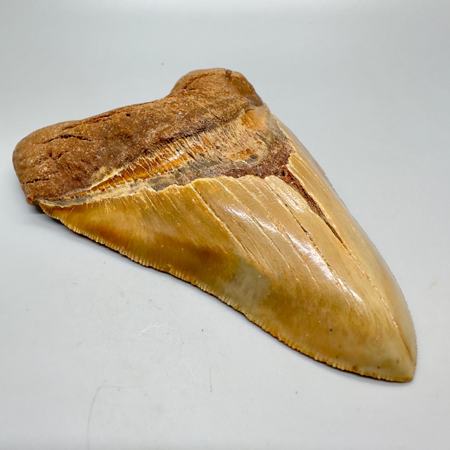 sharply serrated green and gold colors 5.39" long Fossil Megalodon Tooth from North Carolina CM4573 - Front left