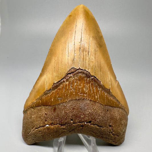 Colorful, serrated 5.00" Fossil Megalodon Tooth - North Carolina CM5054 - Front