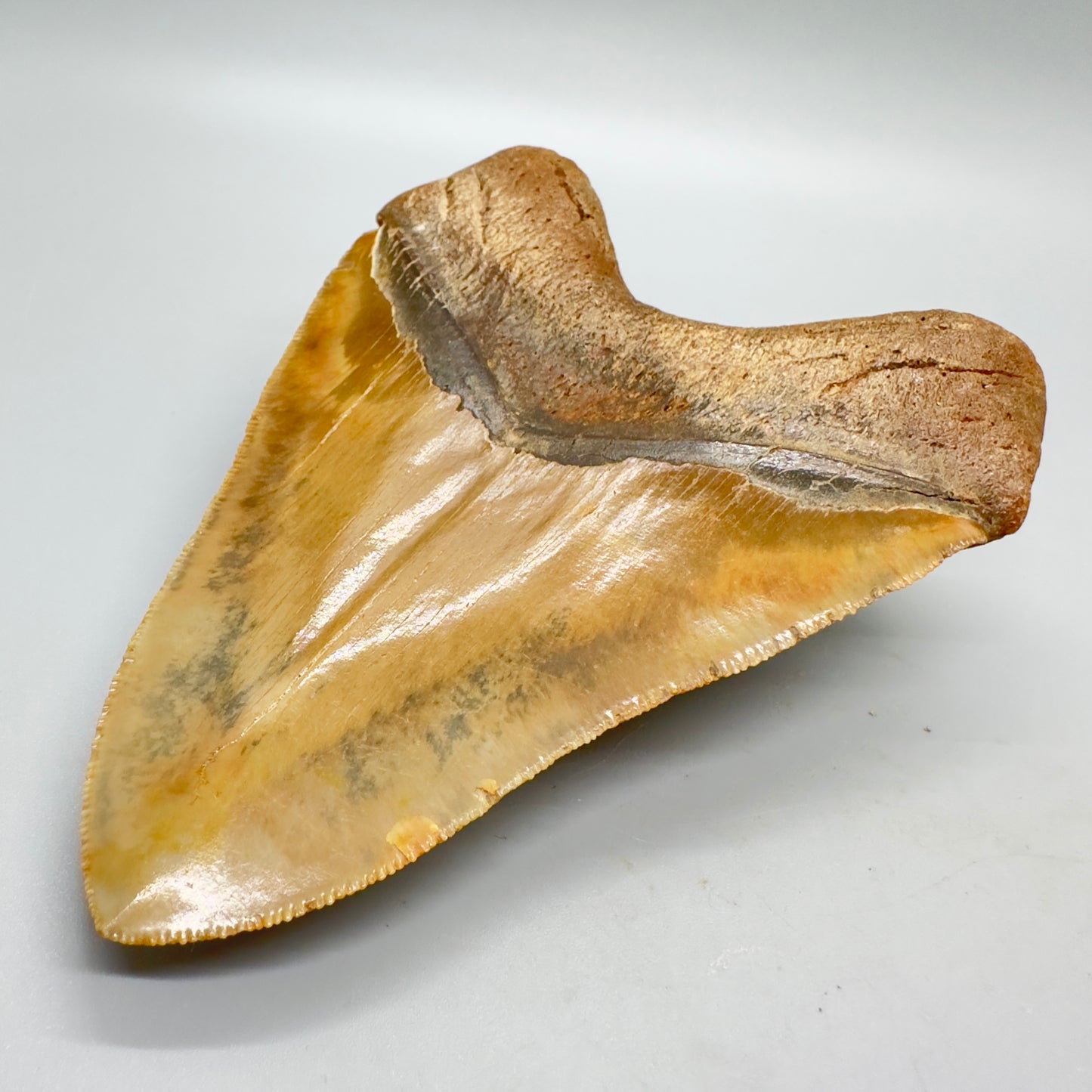 sharply serrated green and gold colors 5.39" long Fossil Megalodon Tooth from North Carolina CM4573 - Back right