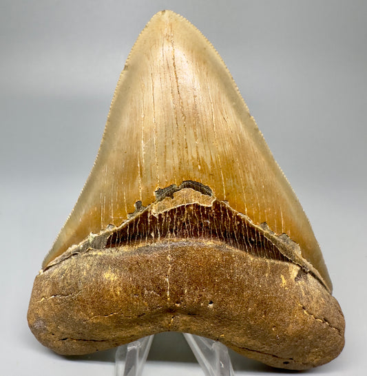 Colorful, serrated 4.62" Fossil Megalodon Tooth from North Carolina CM5052 - Front