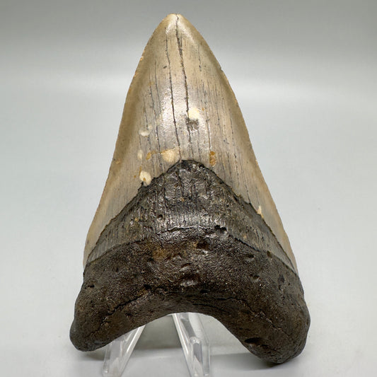 Colorful 4.99" Fossil Megalodon Tooth from North Carolina CM4577- Front