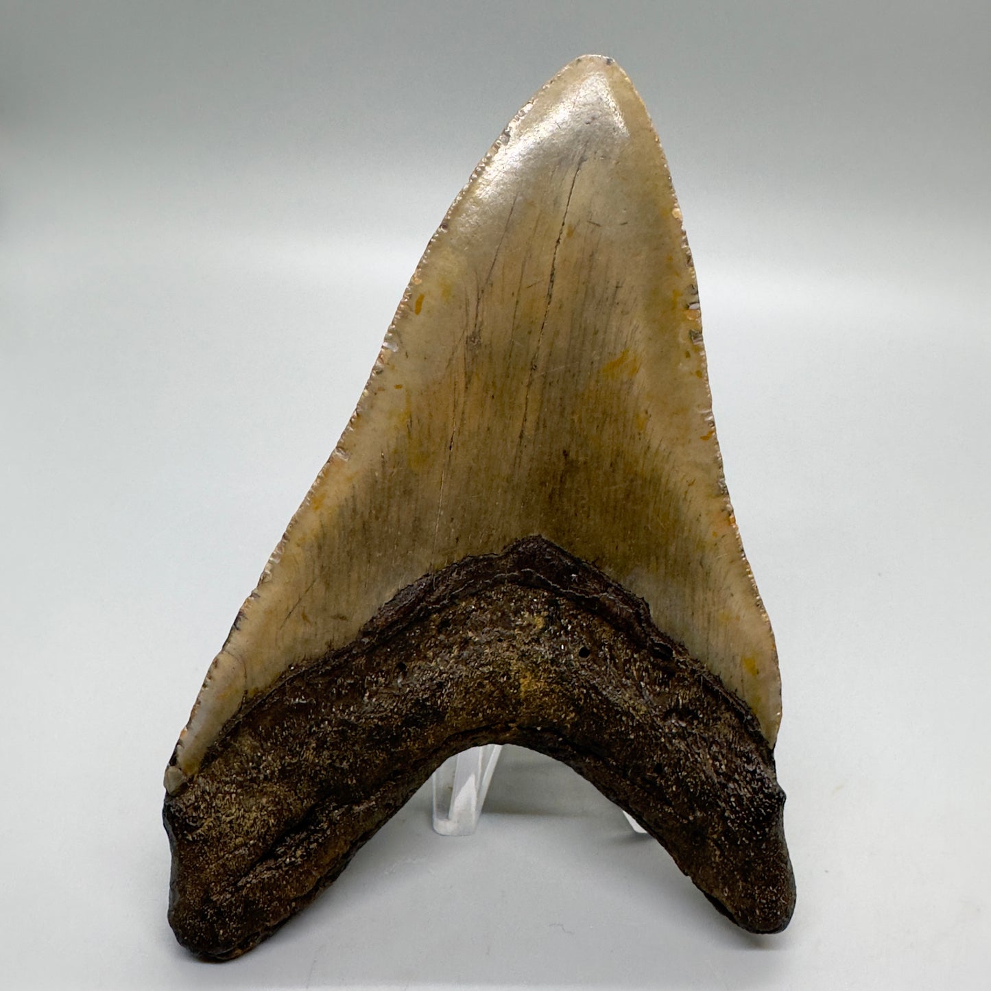 Colorful 4.99" Fossil Megalodon Tooth from North Carolina CM4577- Back