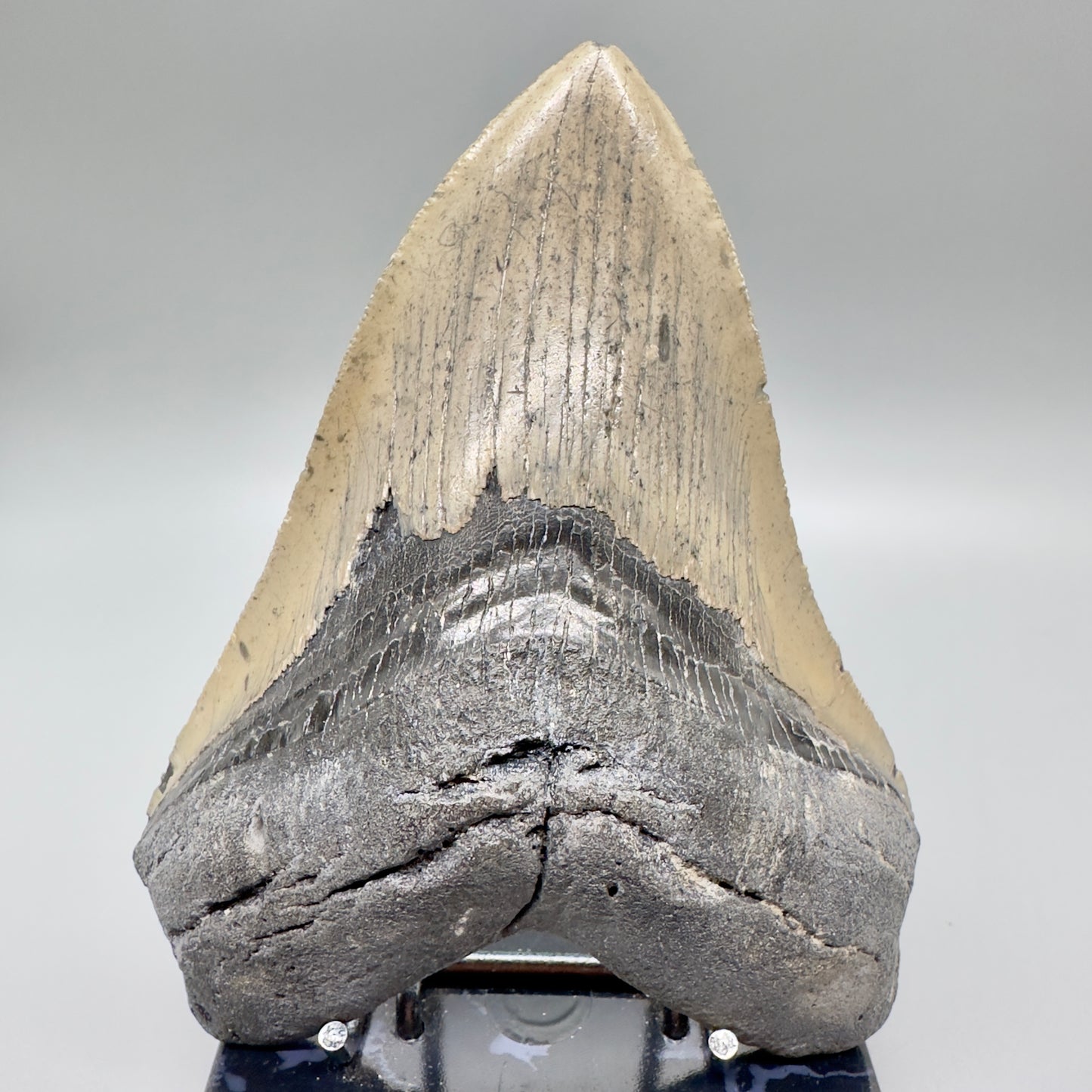Serrated beauty 5.64" Fossil Megalodon Tooth - North Carolina CM4574 - Front