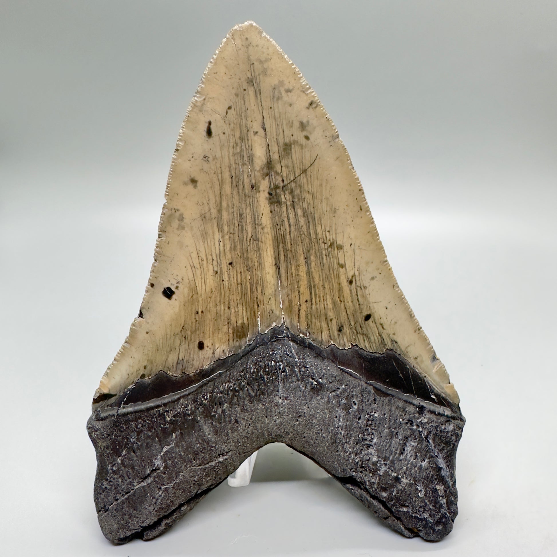 Serrated beauty 5.64" Fossil Megalodon Tooth - North Carolina CM4574 - Back