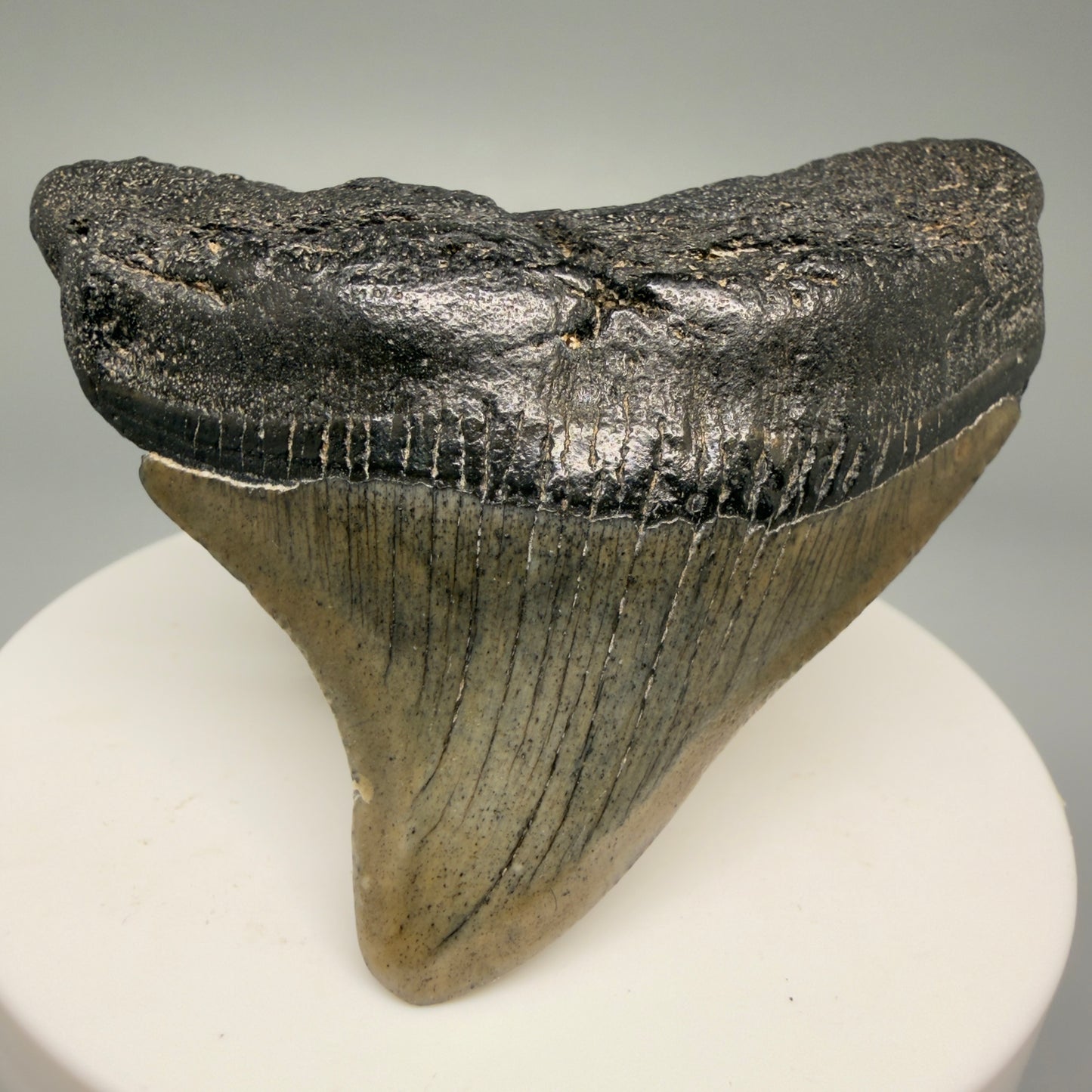 Front View 2.49" Posterior Fossil Megalodon Tooth – South Carolina River Find | Authentic Megalodon Tooth CM5628 - 2