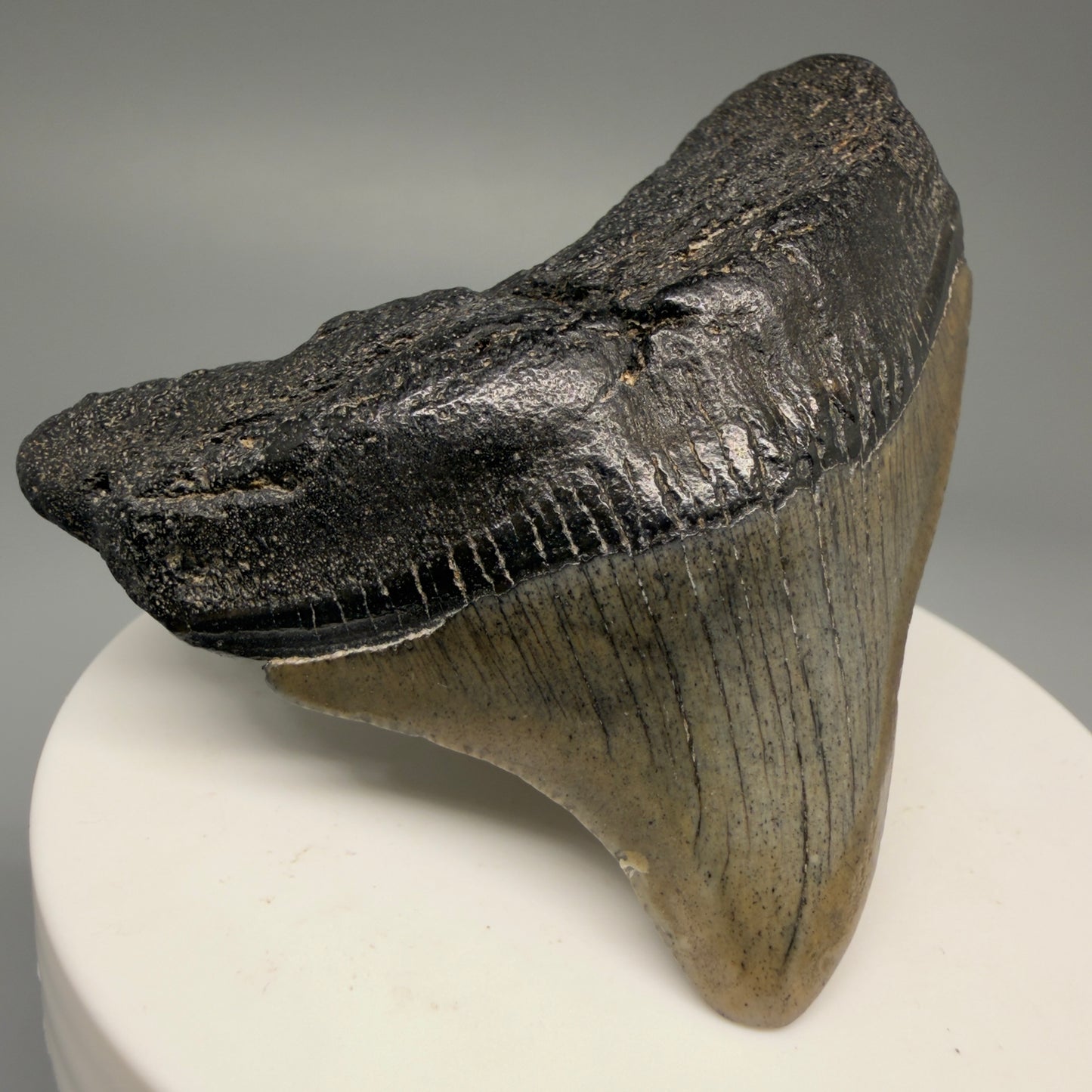Front Left View 2.49" Posterior Fossil Megalodon Tooth – South Carolina River Find | Authentic Megalodon Tooth CM5628