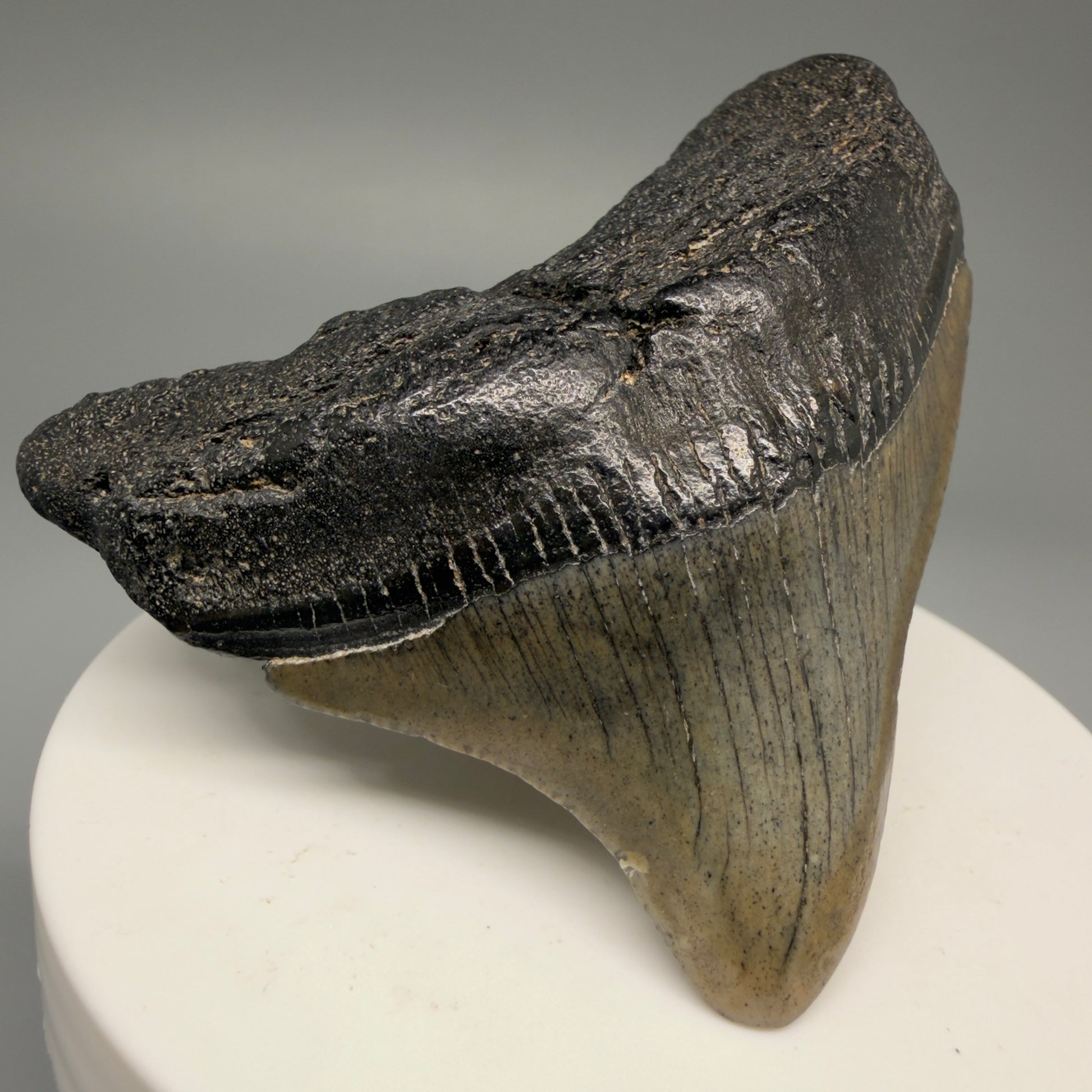 Front Left View 2.49" Posterior Fossil Megalodon Tooth – South Carolina River Find | Authentic Megalodon Tooth CM5628