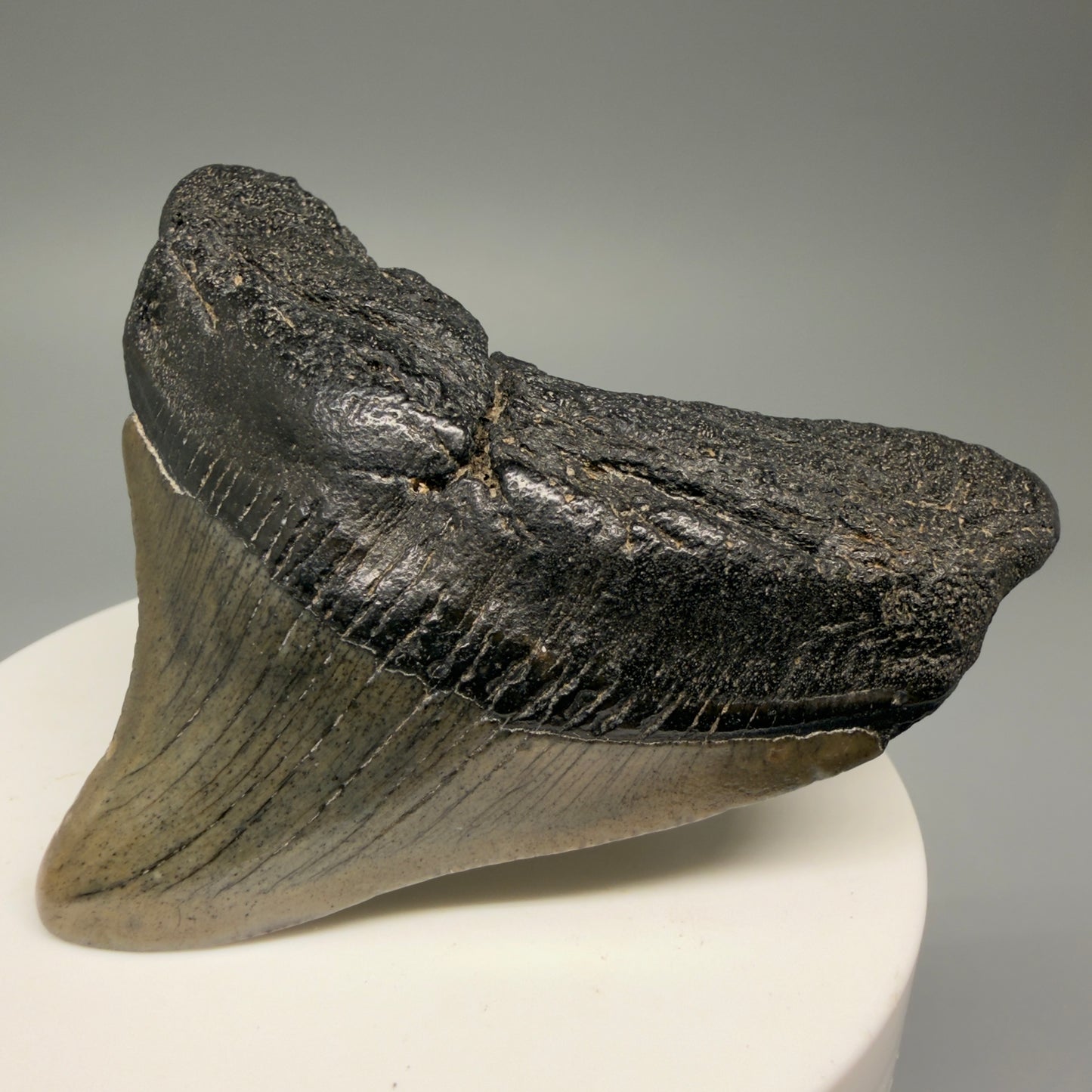 Front Right View 2.49" Posterior Fossil Megalodon Tooth – South Carolina River Find | Authentic Megalodon Tooth CM5628