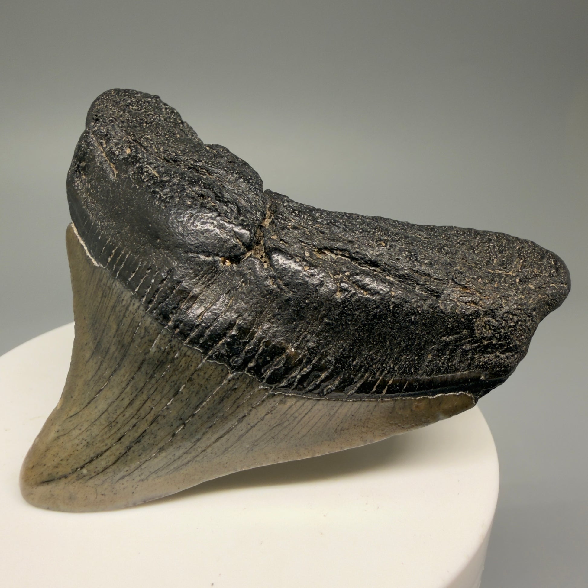 Front Right View 2.49" Posterior Fossil Megalodon Tooth – South Carolina River Find | Authentic Megalodon Tooth CM5628