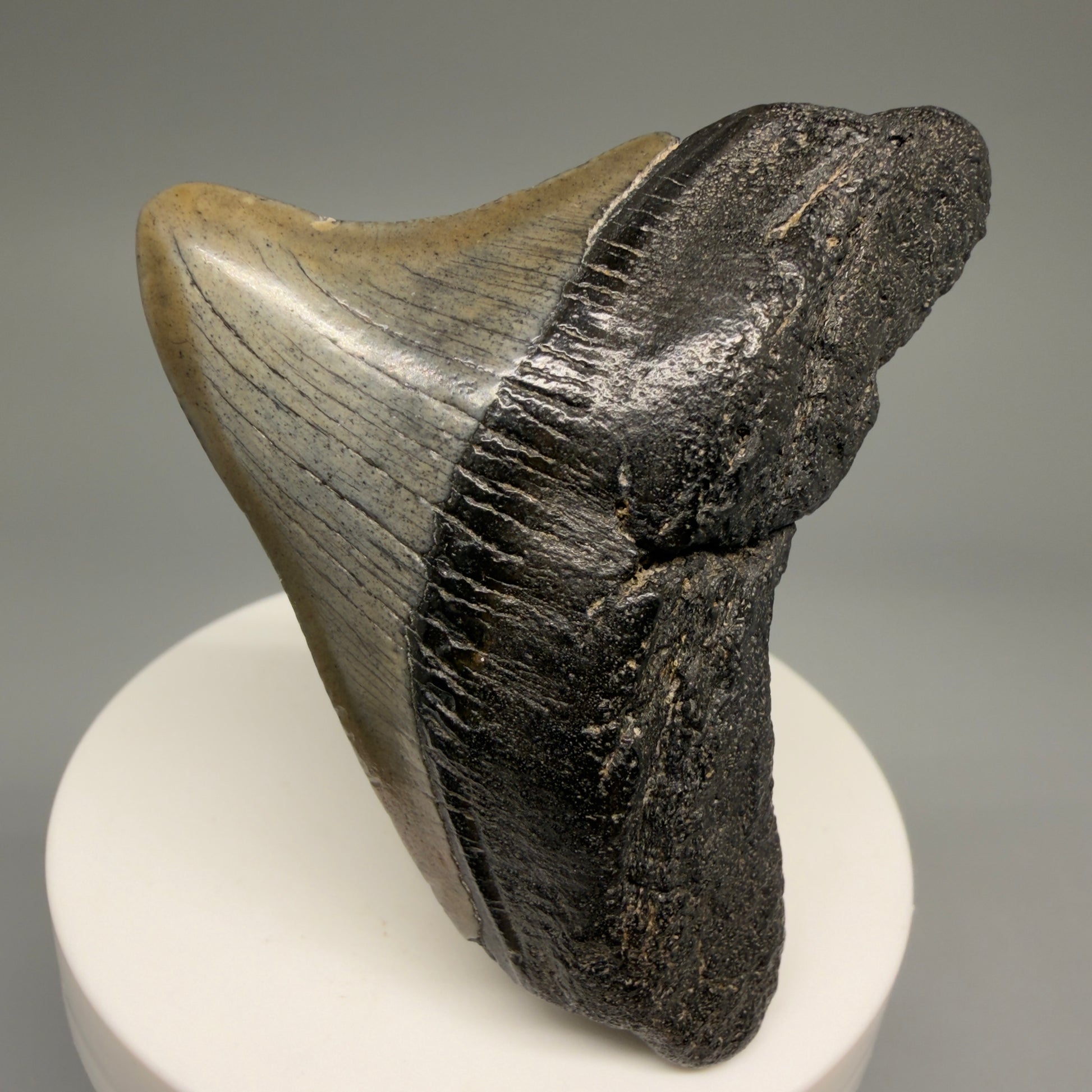 Front View 2.49" Posterior Fossil Megalodon Tooth – South Carolina River Find | Authentic Megalodon Tooth CM5628 - 1