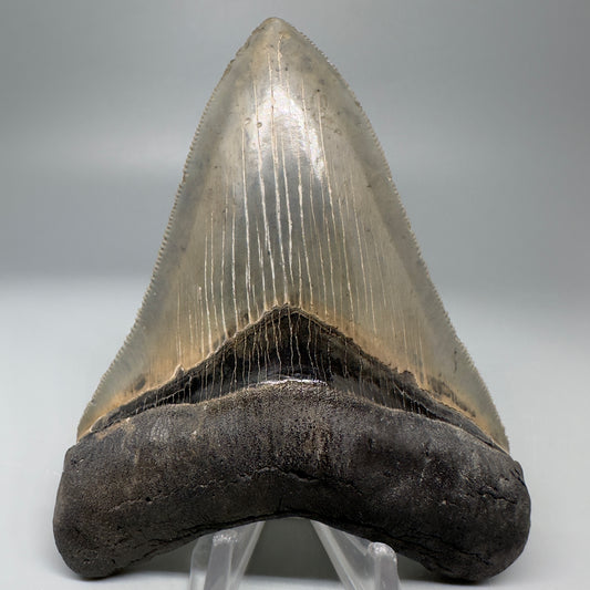 Collector's Quality, colorful 4.25" Fossil Megalodon Tooth - South Carolina CM5062 - Front 