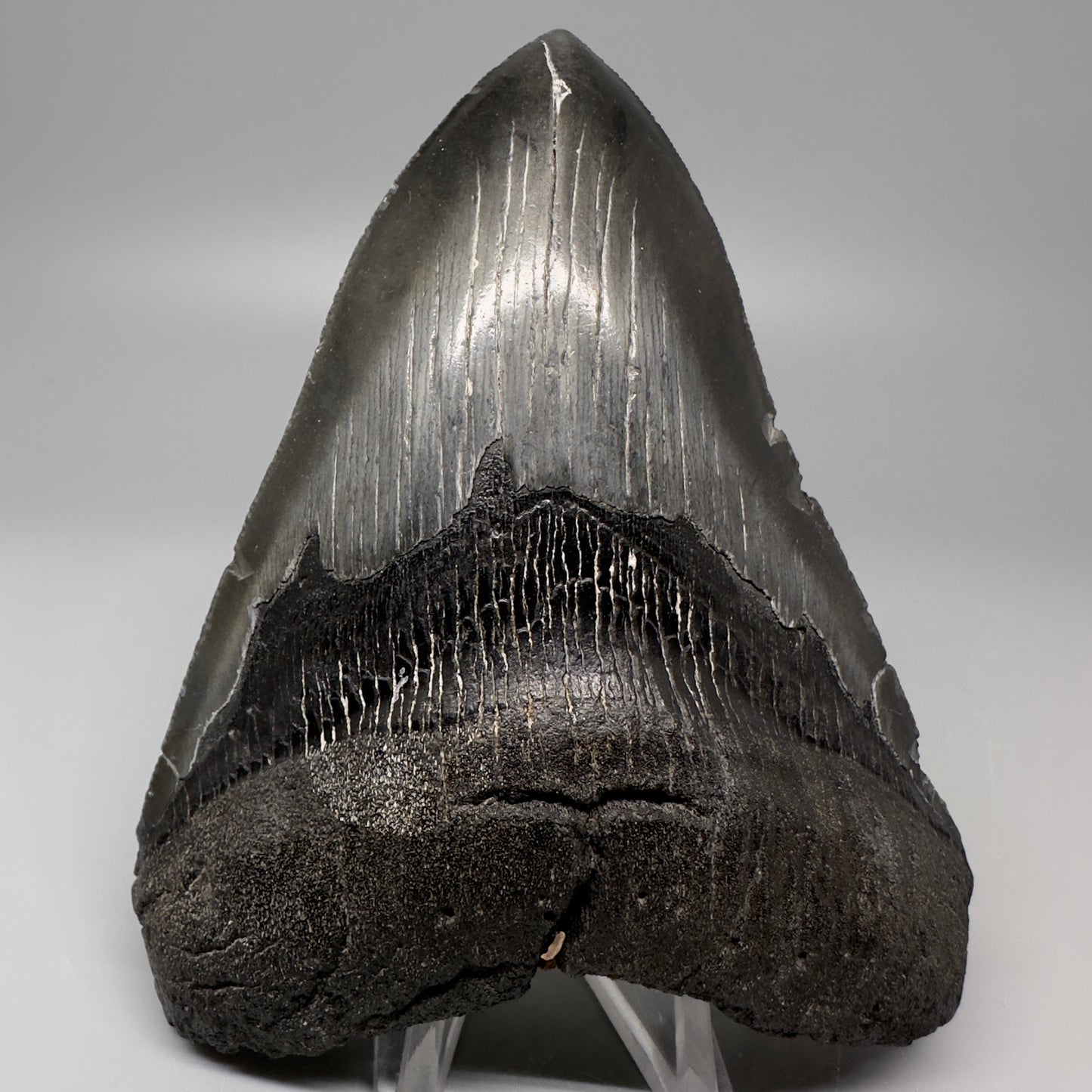 Dark colors 4.65" Fossil Megalodon Tooth - South Carolina CM5061 - Front