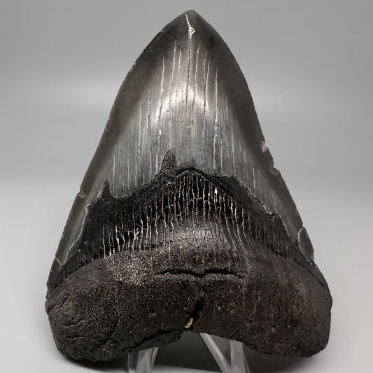 Dark colors 4.65" Fossil Megalodon Tooth - South Carolina CM5061 - Front