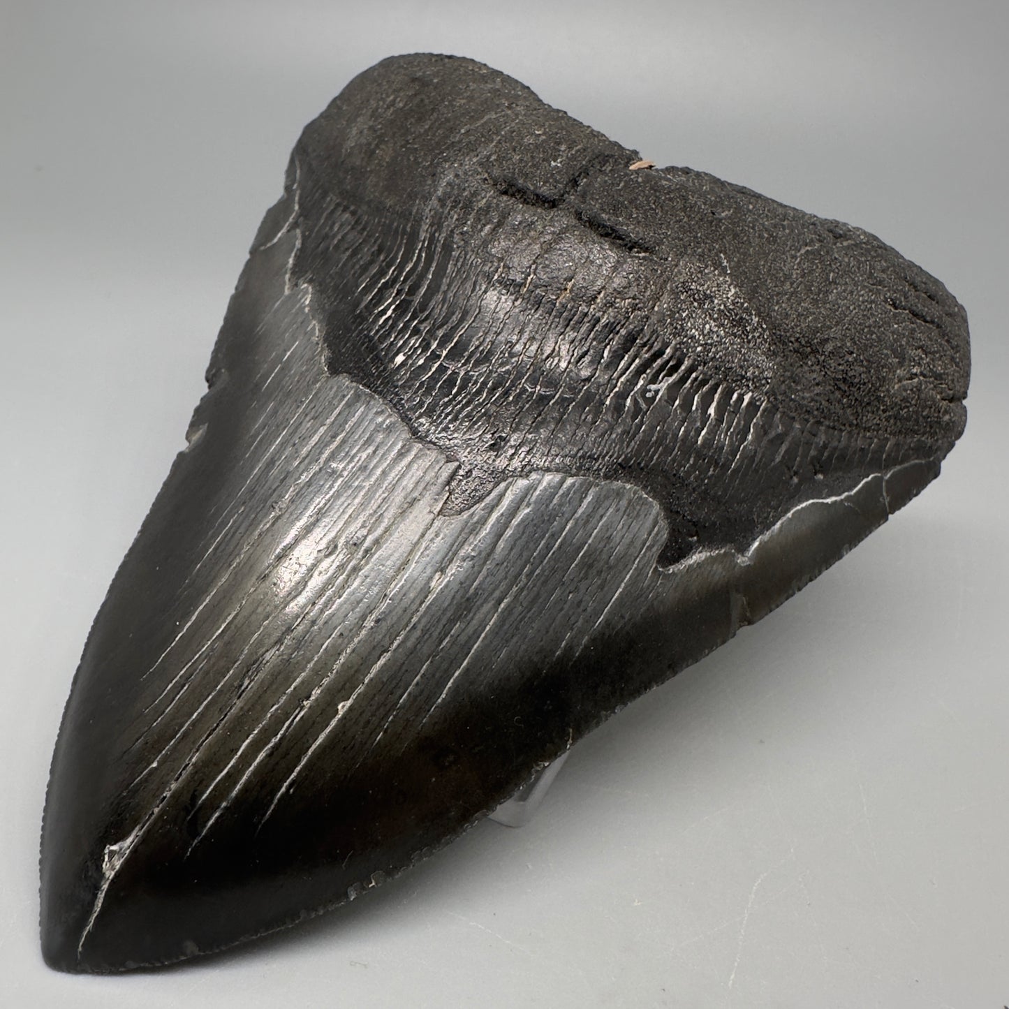 Dark colors 4.65" Fossil Megalodon Tooth - South Carolina CM5061 - Front Right