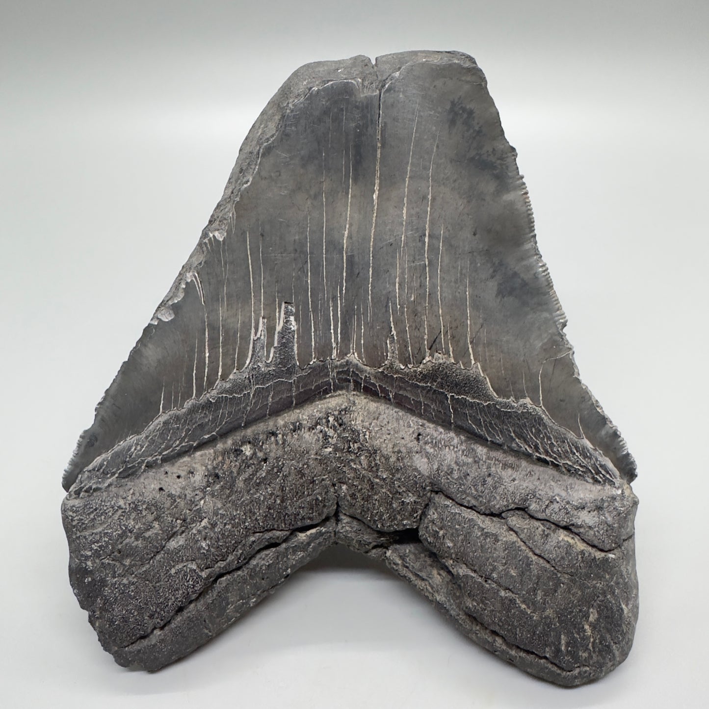 Unique 5.04" Fossil Megalodon Tooth from Southeast, USA CM4585 - Back