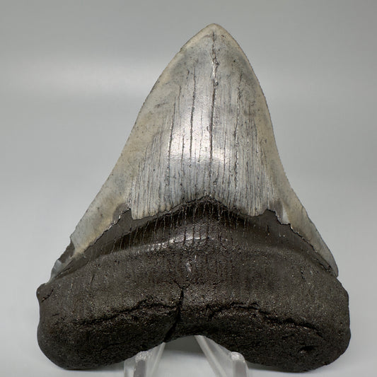 Colorful 4.41" Fossil Megalodon Tooth - South Carolina CM5060 - Front