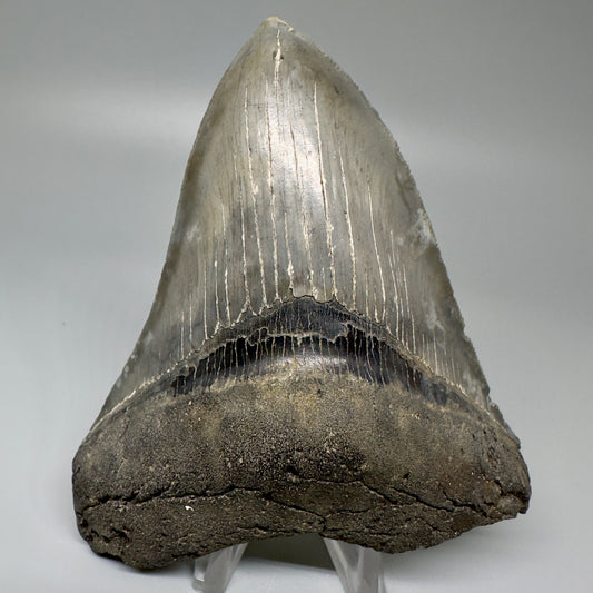 Colorful, sharply serrated 4.25" Fossil Megalodon Tooth - South Carolina CM5059 - Front