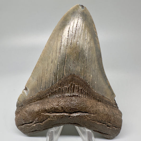 Colorful 4.29" Fossil Megalodon Tooth - South Carolina CM5058 - Front