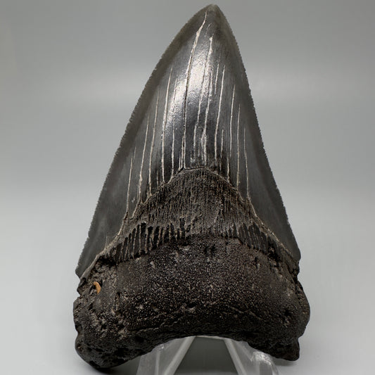 Dark colors, serrated lower 4.02" Fossil Megalodon Tooth - South Carolina CM5057 - Front