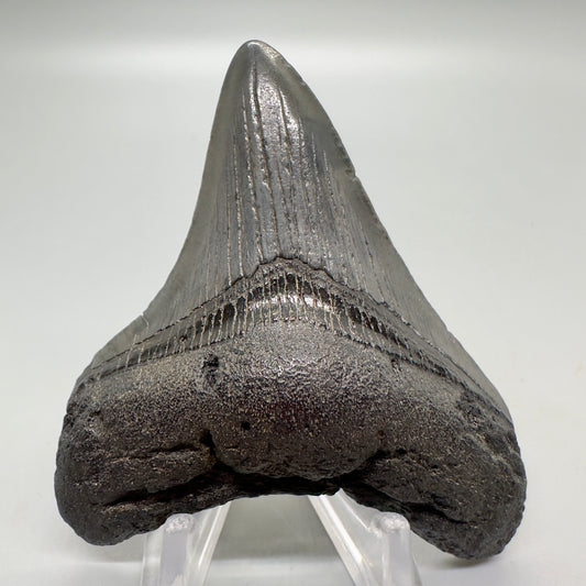 Dark colors 3.03" Fossil Megalodon Tooth from Southeast USA CM4578 - Front