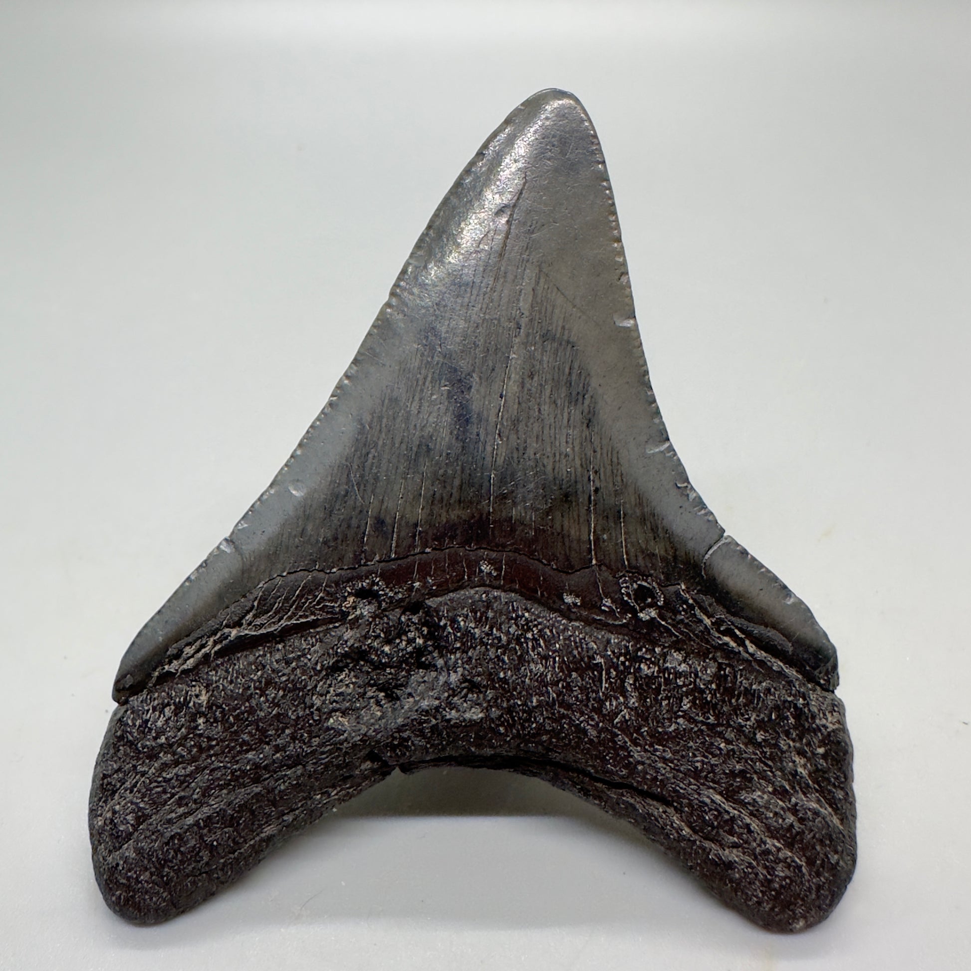 Dark colors 3.03" Fossil Megalodon Tooth from Southeast USA CM4578 - Back