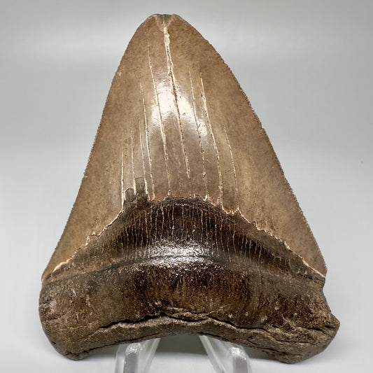 Brown, serrated 4.07" Fossil Megalodon Tooth - Georgia CM5056 - Front