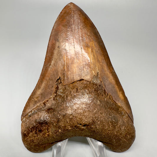 Brown, high quality 4.38" Fossil Megalodon Tooth - Saint Mary's River, GA CM5055 - Front