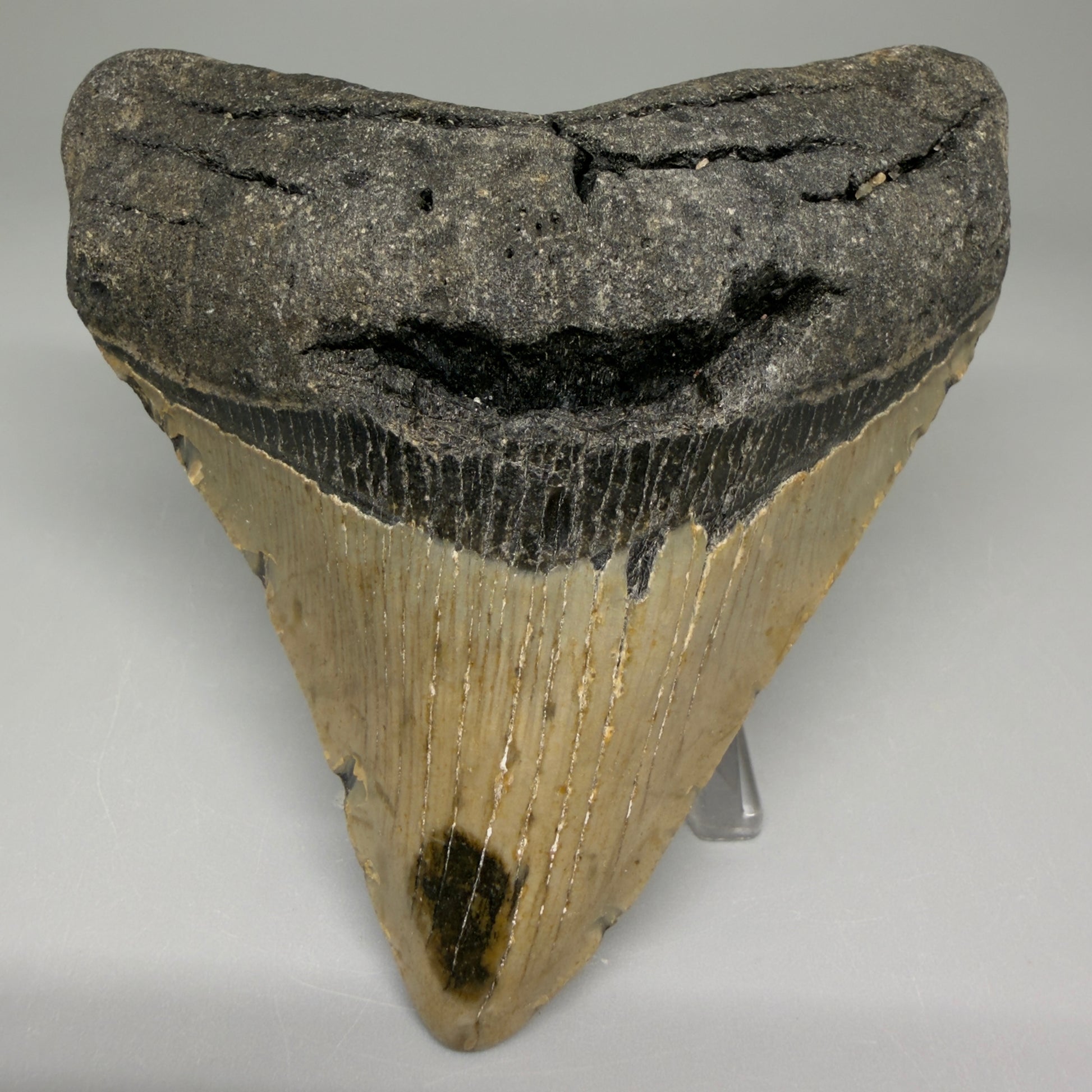 Front View Lateral 3.47" Fossil Megalodon Tooth from North Carolina - megalodonteeth.com CM5645  - 1