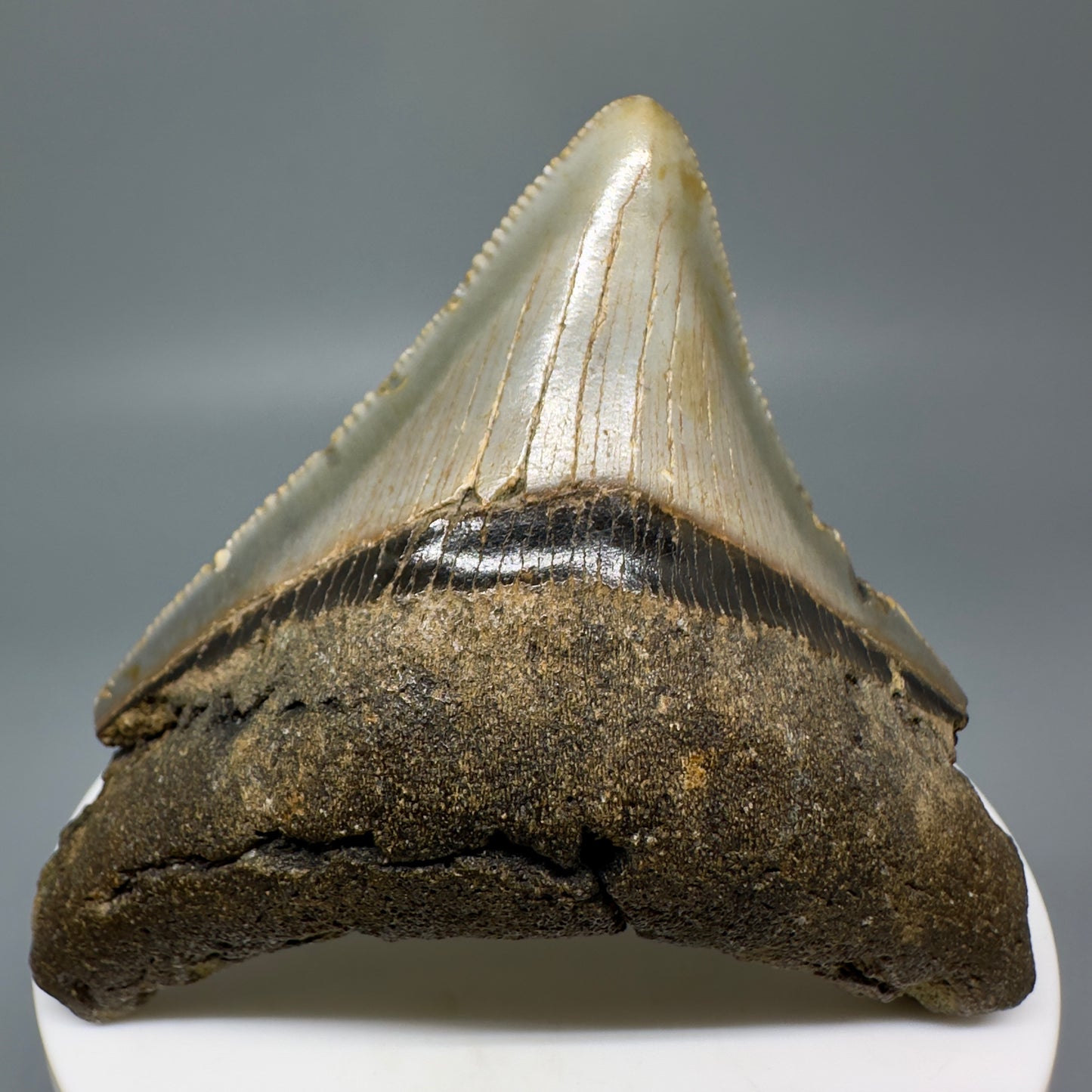Lateral colorful, serrated 2.56" Fossil Megalodon Tooth from North Carolina CM70 - Front