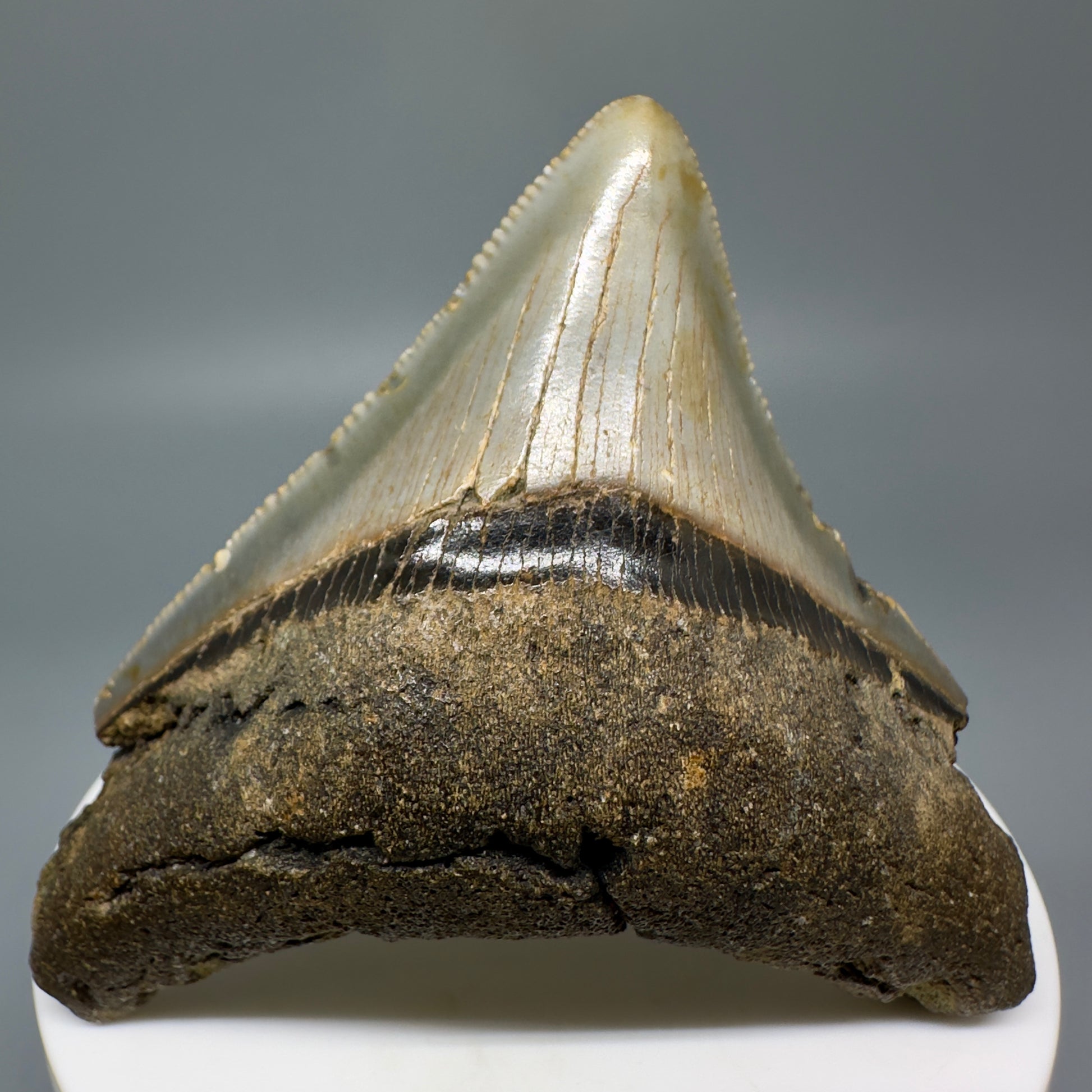 Lateral colorful, serrated 2.56" Fossil Megalodon Tooth from North Carolina CM70 - Front