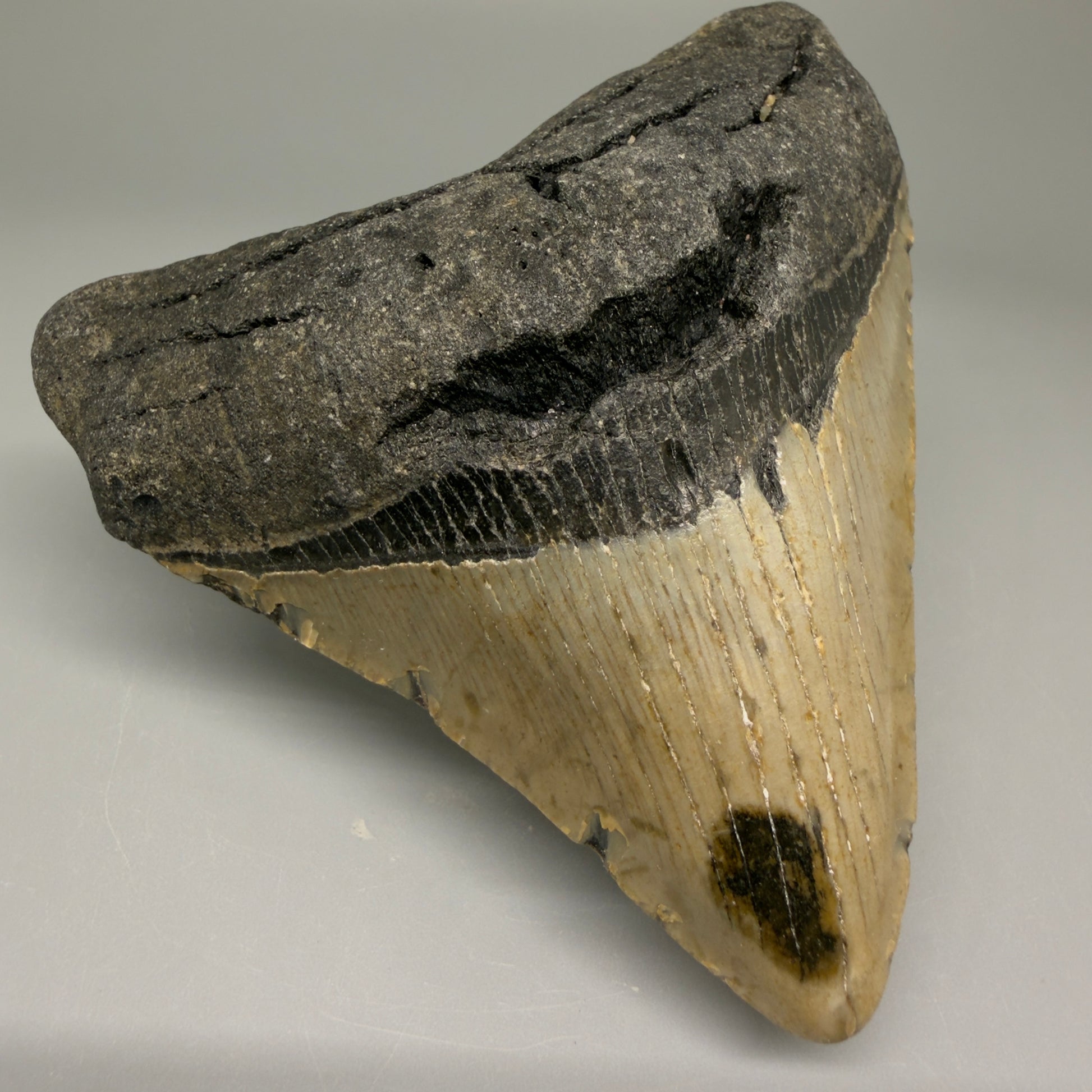 Front Left View Lateral 3.47" Fossil Megalodon Tooth from North Carolina - megalodonteeth.com CM5645 