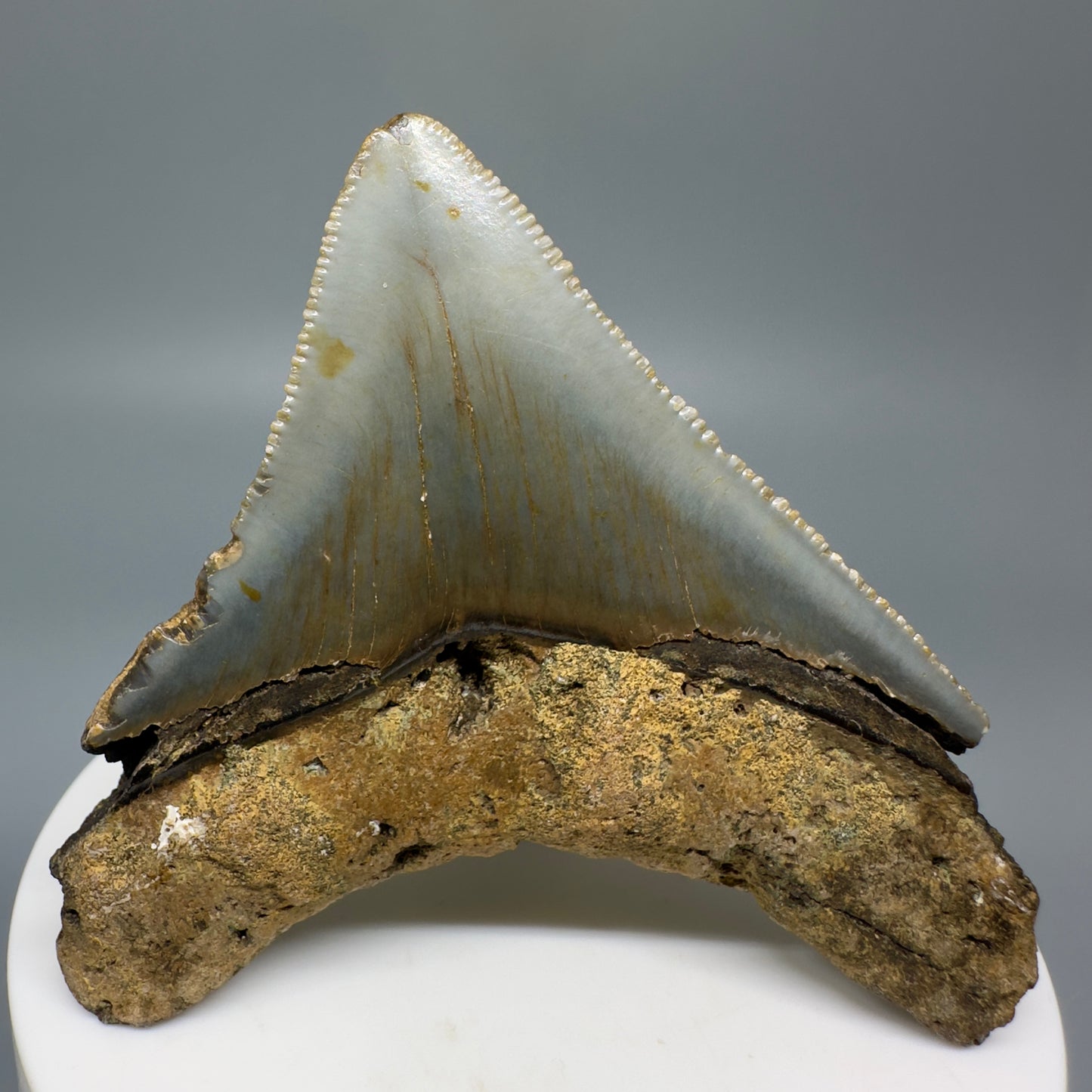 Lateral colorful, serrated 2.56" Fossil Megalodon Tooth from North Carolina CM70 - Back