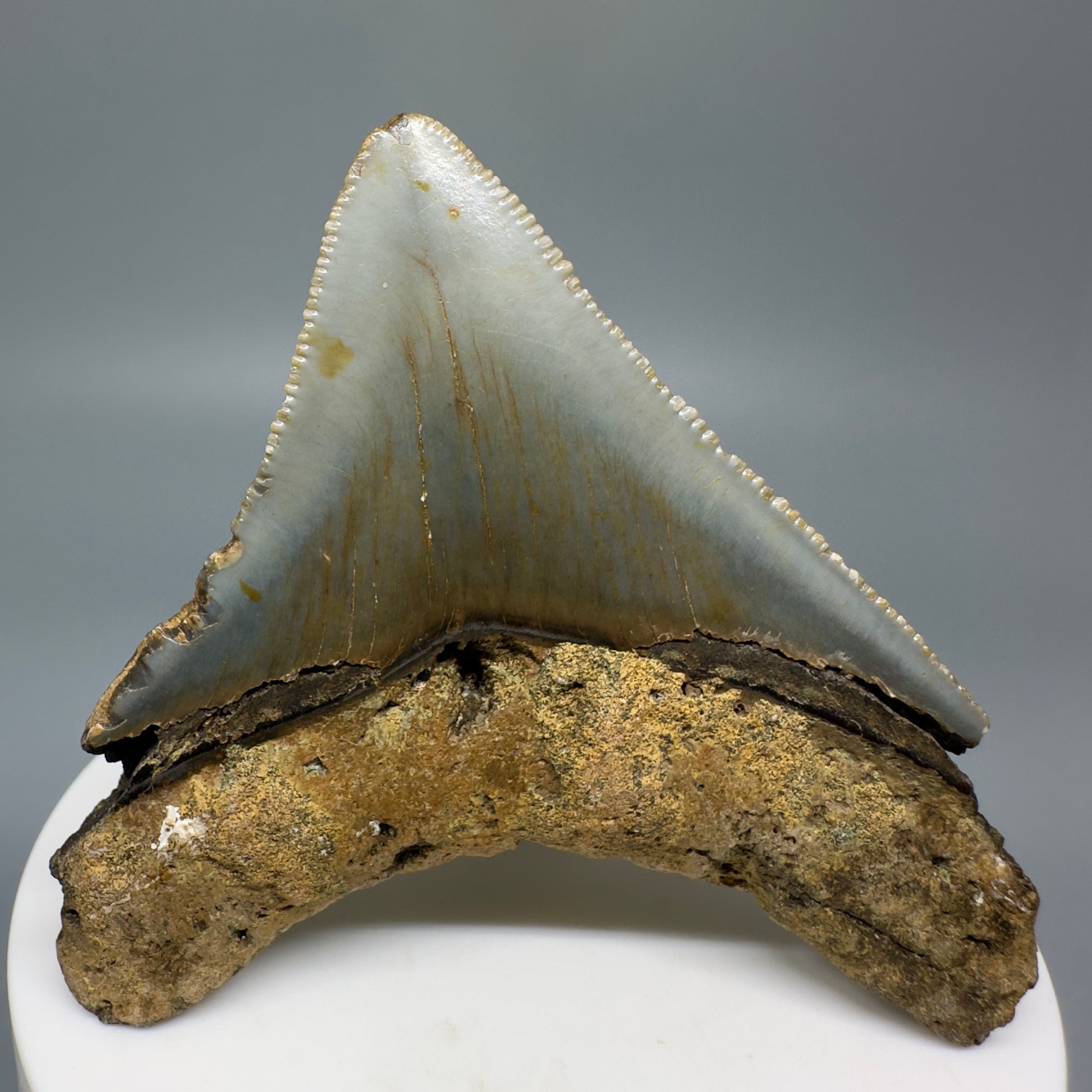 Lateral colorful, serrated 2.56" Fossil Megalodon Tooth from North Carolina CM70 - Back