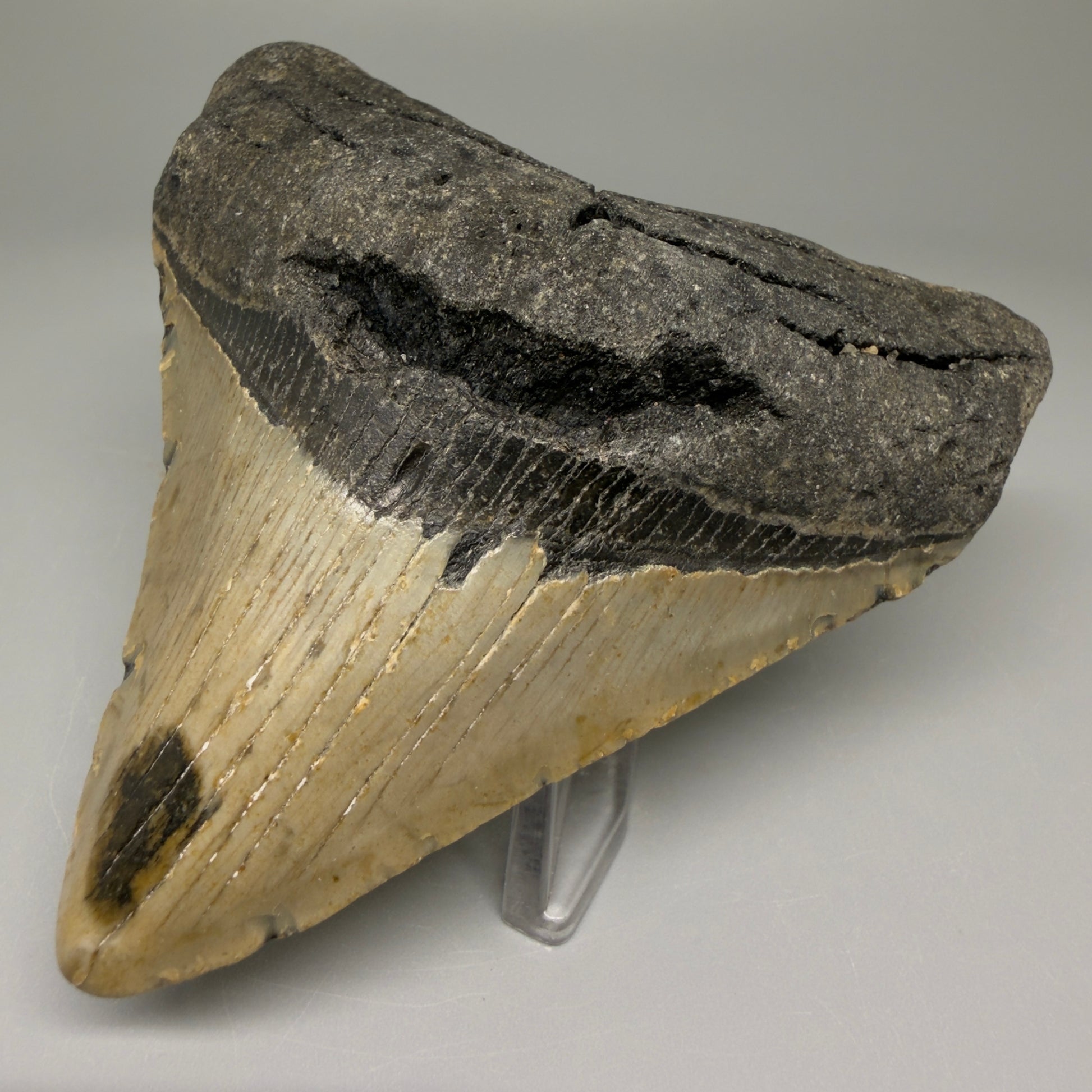 Front right View Lateral 3.47" Fossil Megalodon Tooth from North Carolina - megalodonteeth.com CM5645 