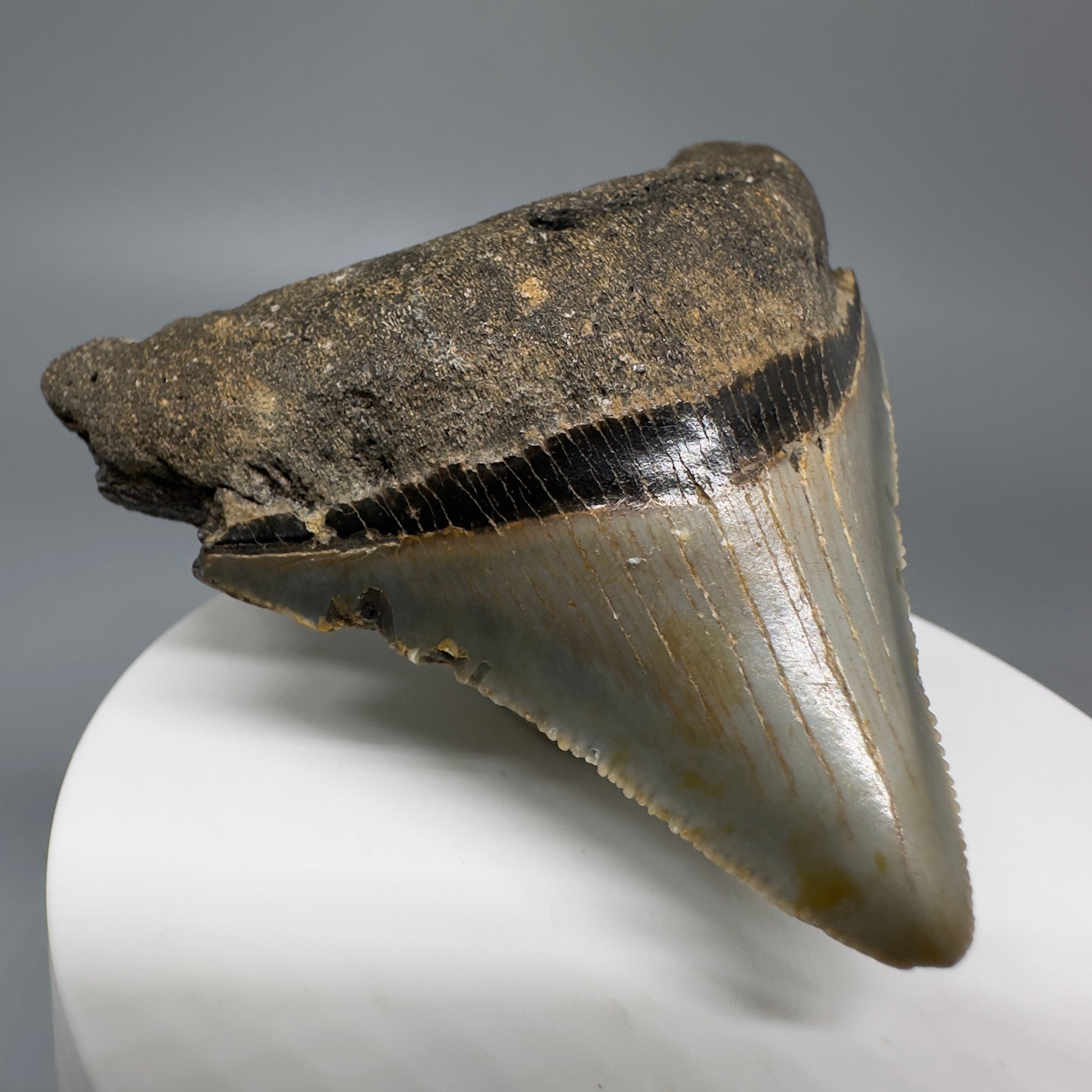 Lateral colorful, serrated 2.56" Fossil Megalodon Tooth from North Carolina CM70 - Front Left