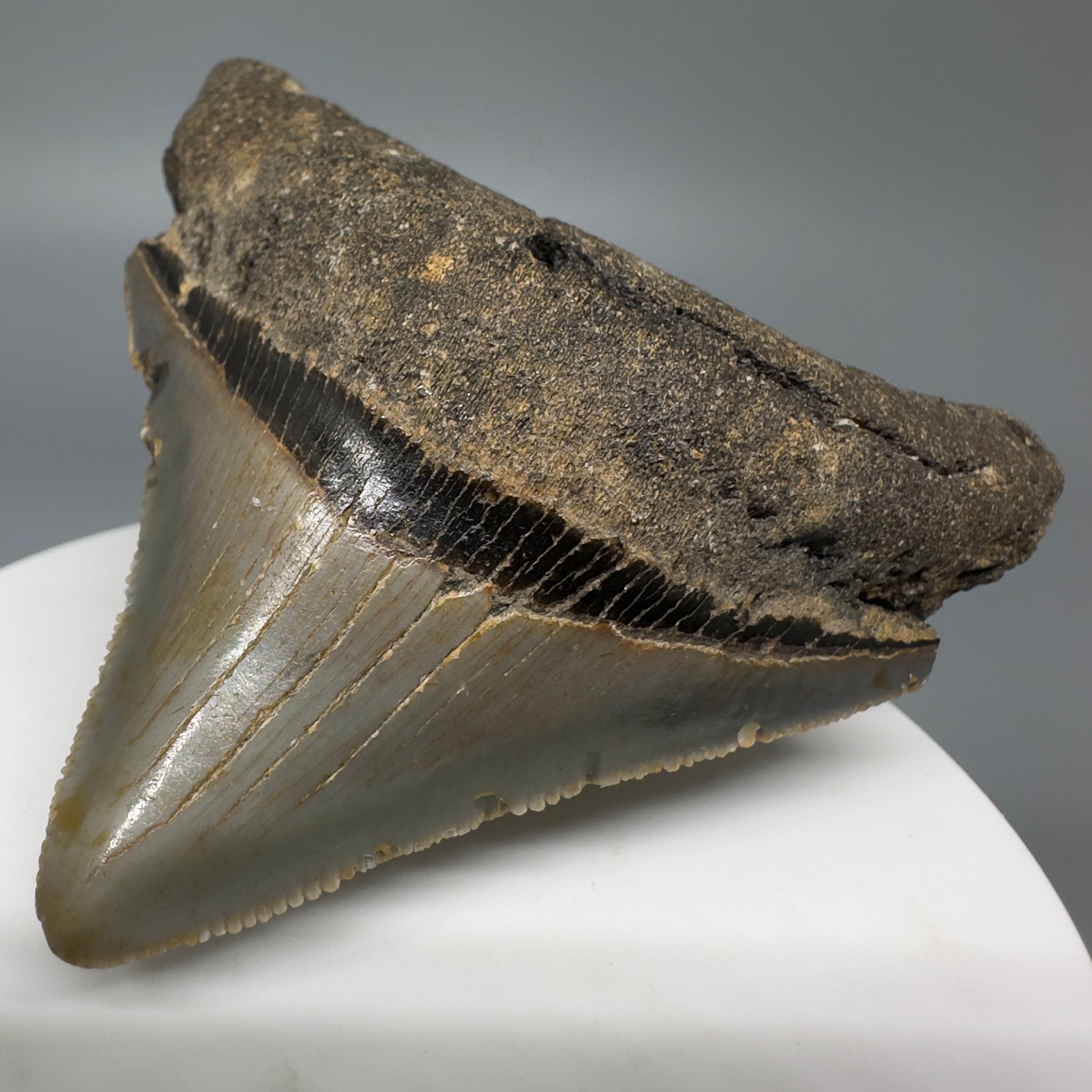Lateral colorful, serrated 2.56" Fossil Megalodon Tooth from North Carolina CM70 - Front Right
