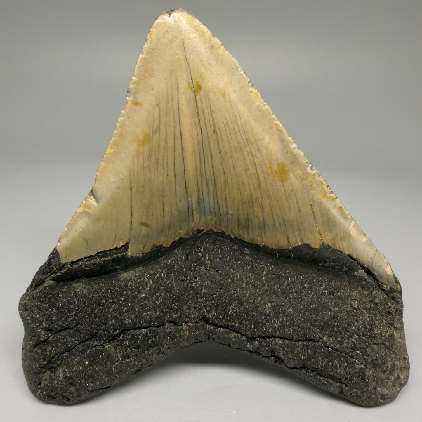 Back View Lateral 3.47" Fossil Megalodon Tooth from North Carolina - megalodonteeth.com CM5645 