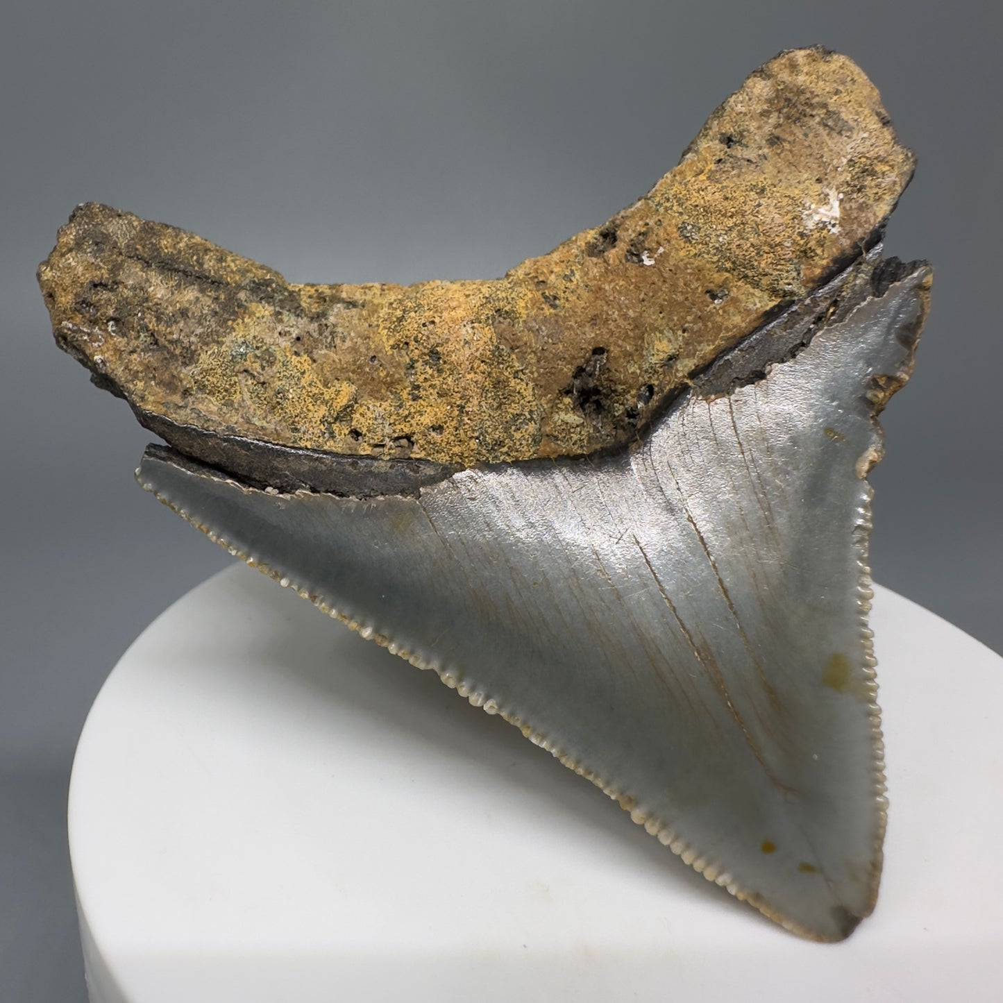 Lateral colorful, serrated 2.56" Fossil Megalodon Tooth from North Carolina CM70 - Back Left