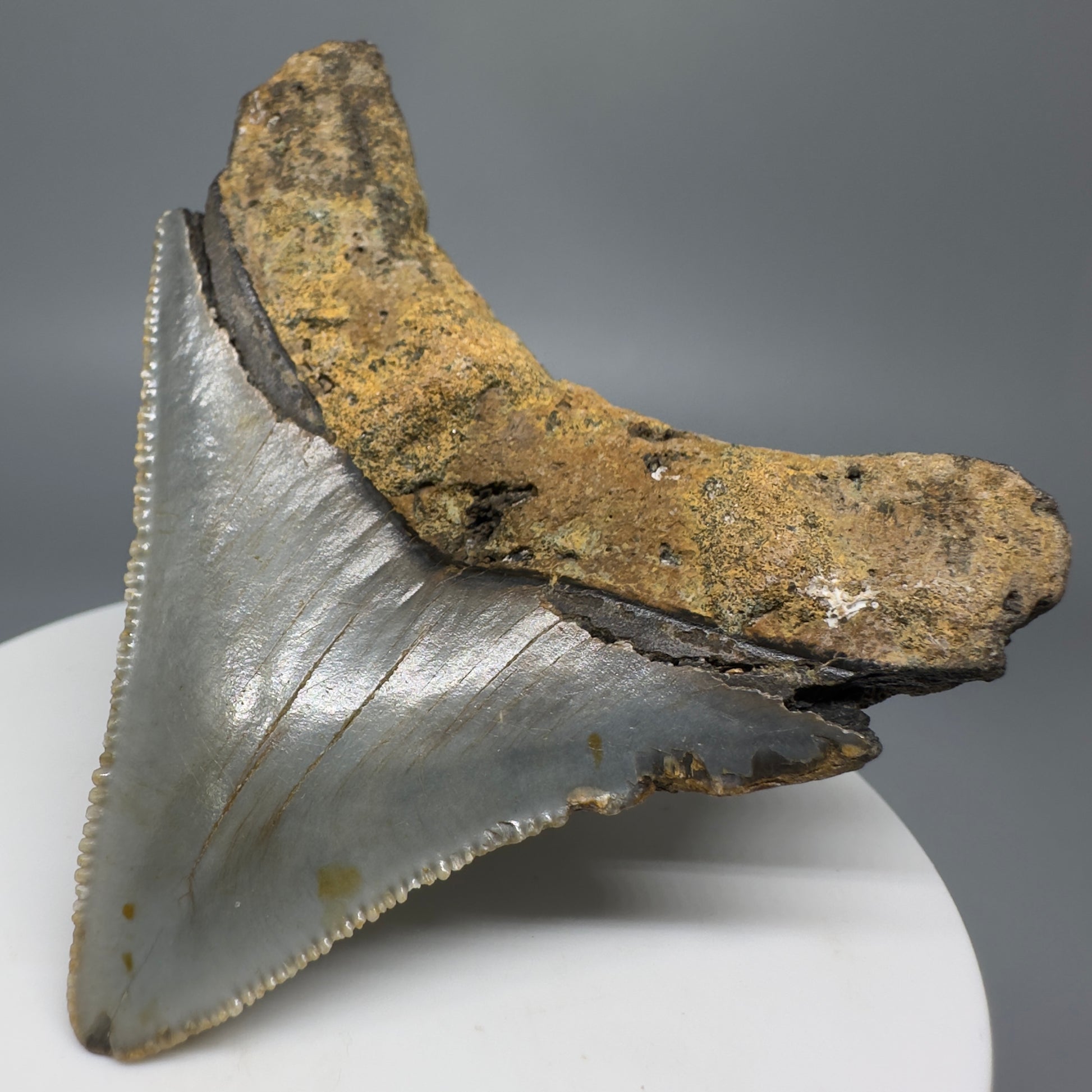 Lateral colorful, serrated 2.56" Fossil Megalodon Tooth from North Carolina CM70 - Back Right