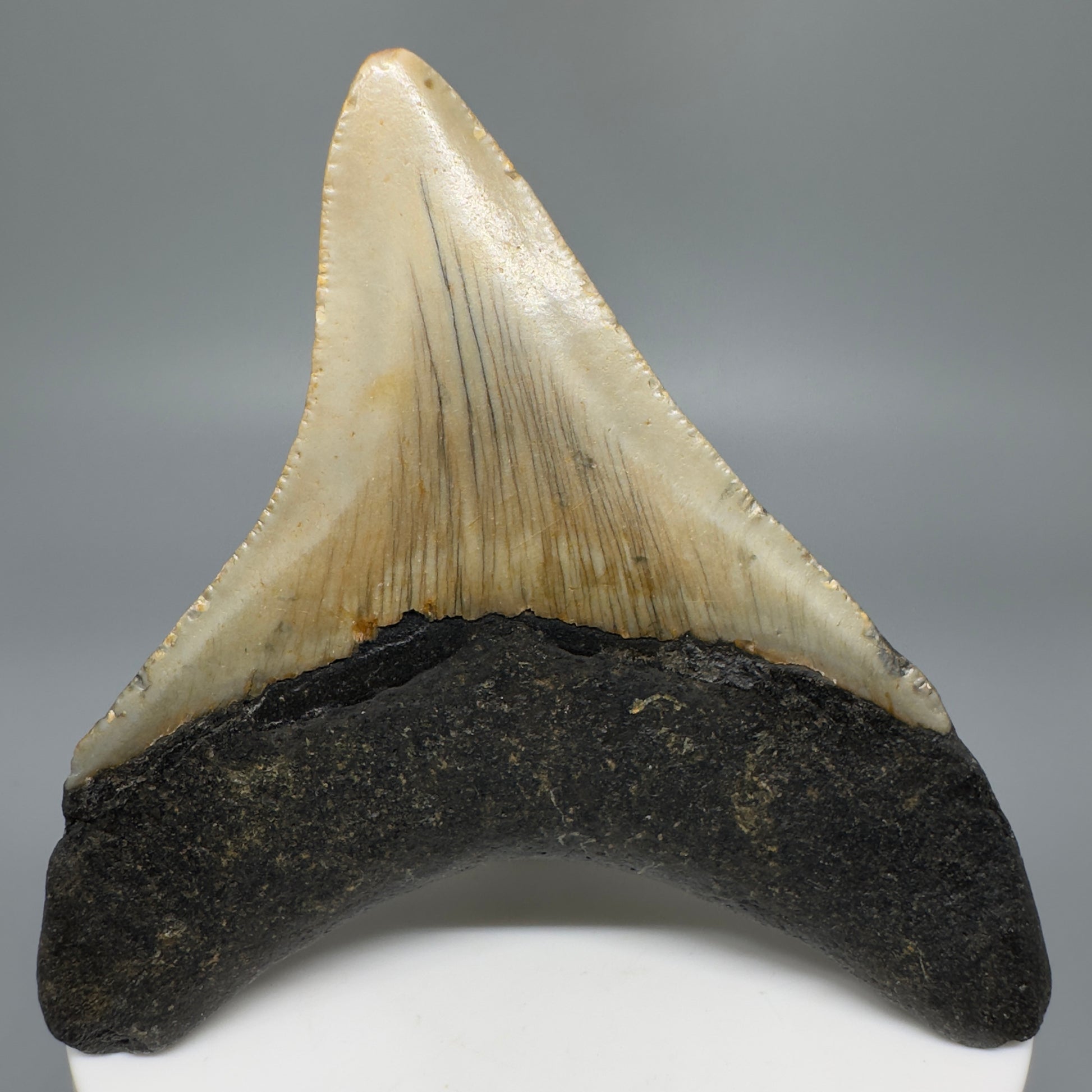 Lateral colorful 2.98" Fossil Megalodon Tooth from North Carolina CM5272 - Back