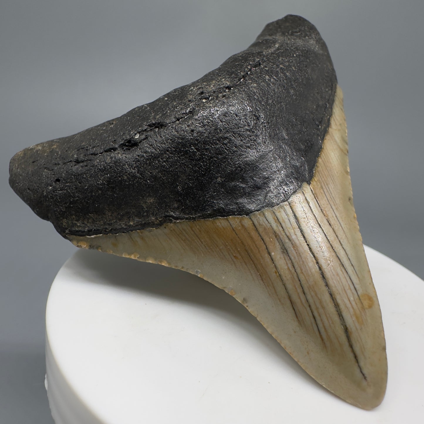 Lateral colorful 2.98" Fossil Megalodon Tooth from North Carolina CM5272 - Front Left