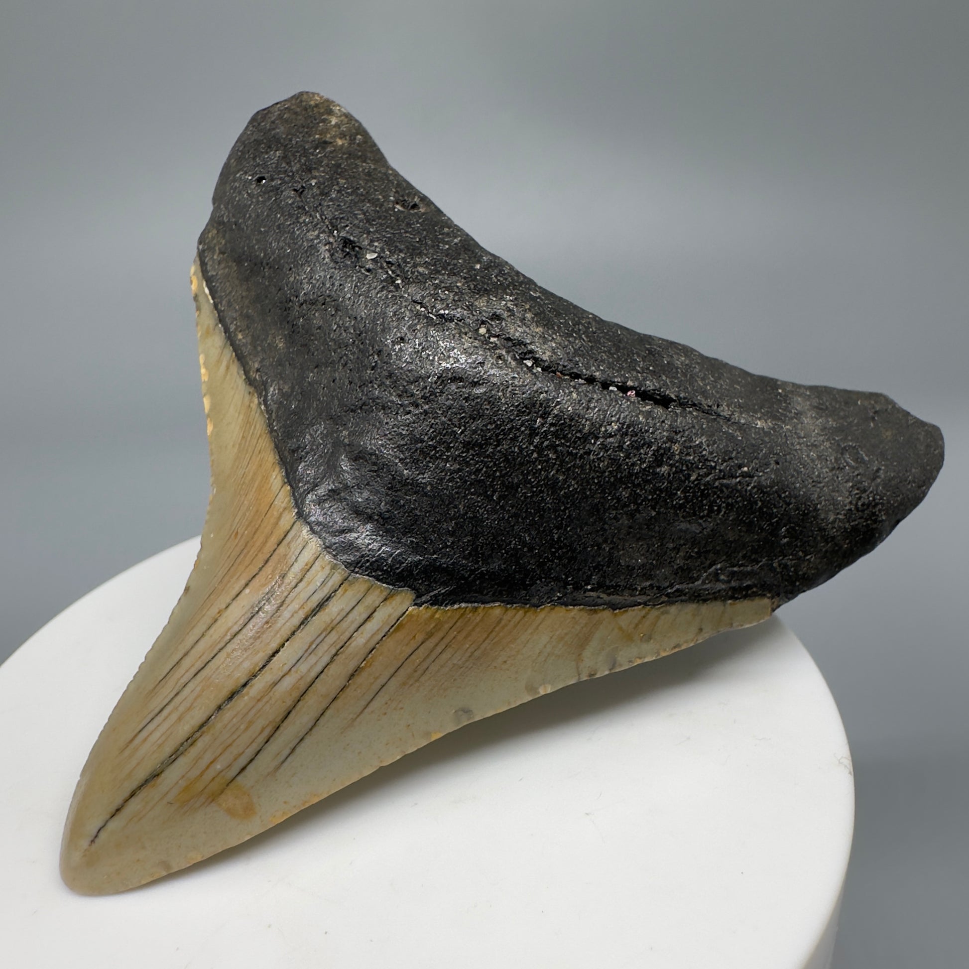 Lateral colorful 2.98" Fossil Megalodon Tooth from North Carolina CM5272 - Front Right