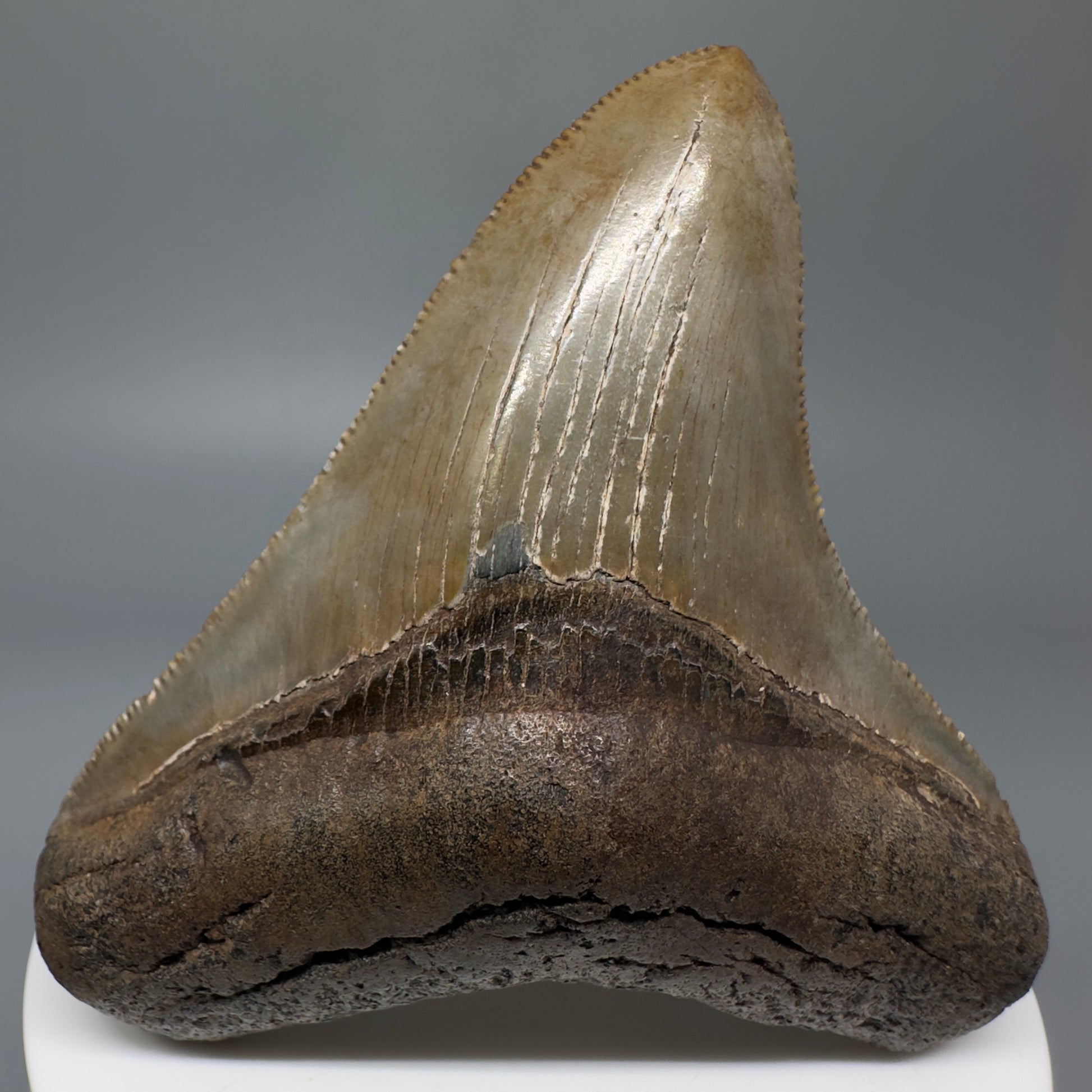 Colorful, sharply serrated 2.84" Fossil Megalodon Shark Tooth - Georgia CM5269 - Front 1