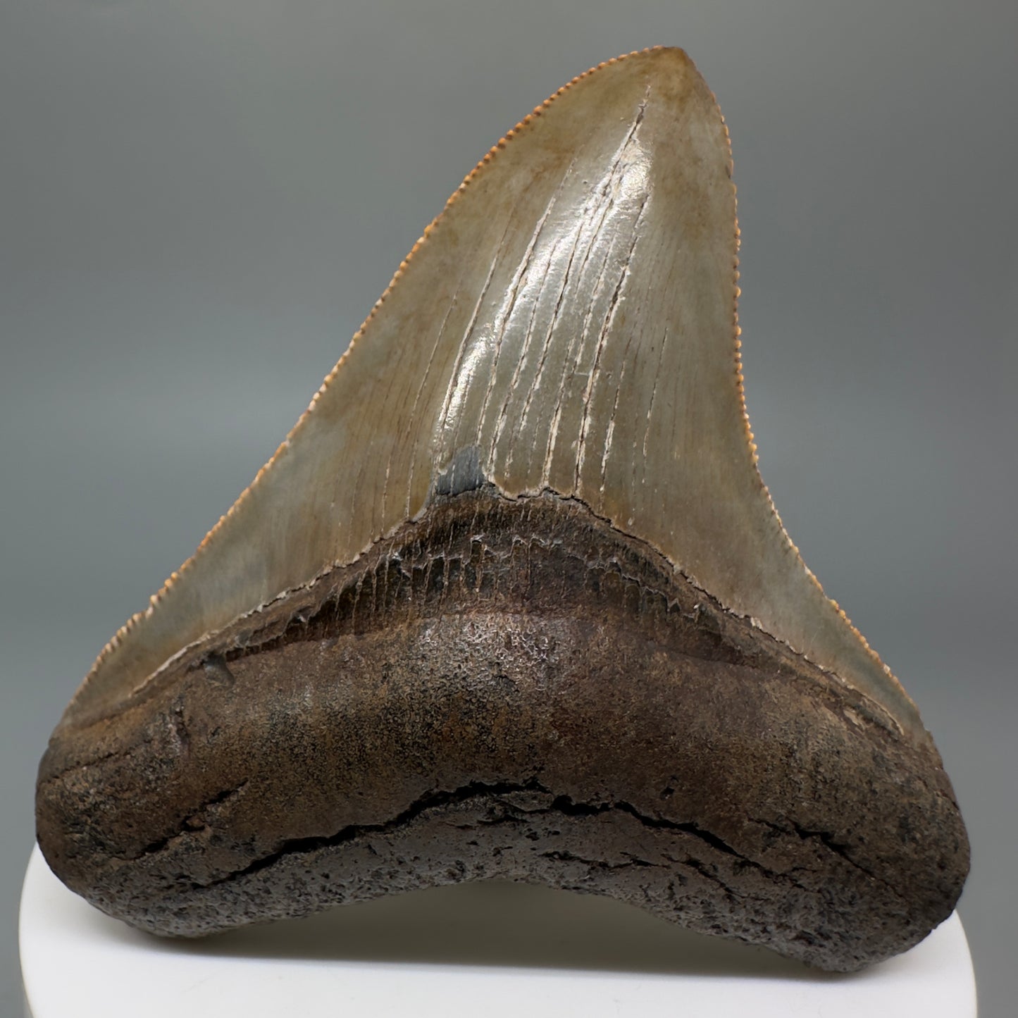 Colorful, sharply serrated 2.84" Fossil Megalodon Shark Tooth - Georgia CM5269 - Front