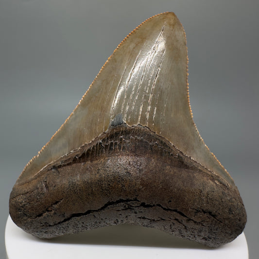 Colorful, sharply serrated 2.84" Fossil Megalodon Shark Tooth - Georgia CM5269 - Front