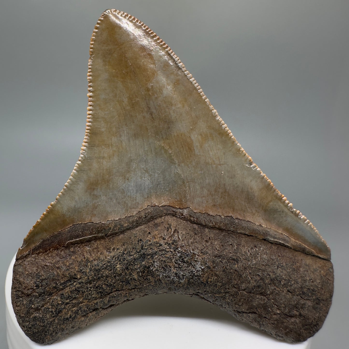 Colorful, sharply serrated 2.84" Fossil Megalodon Shark Tooth - Georgia CM5269 - Back