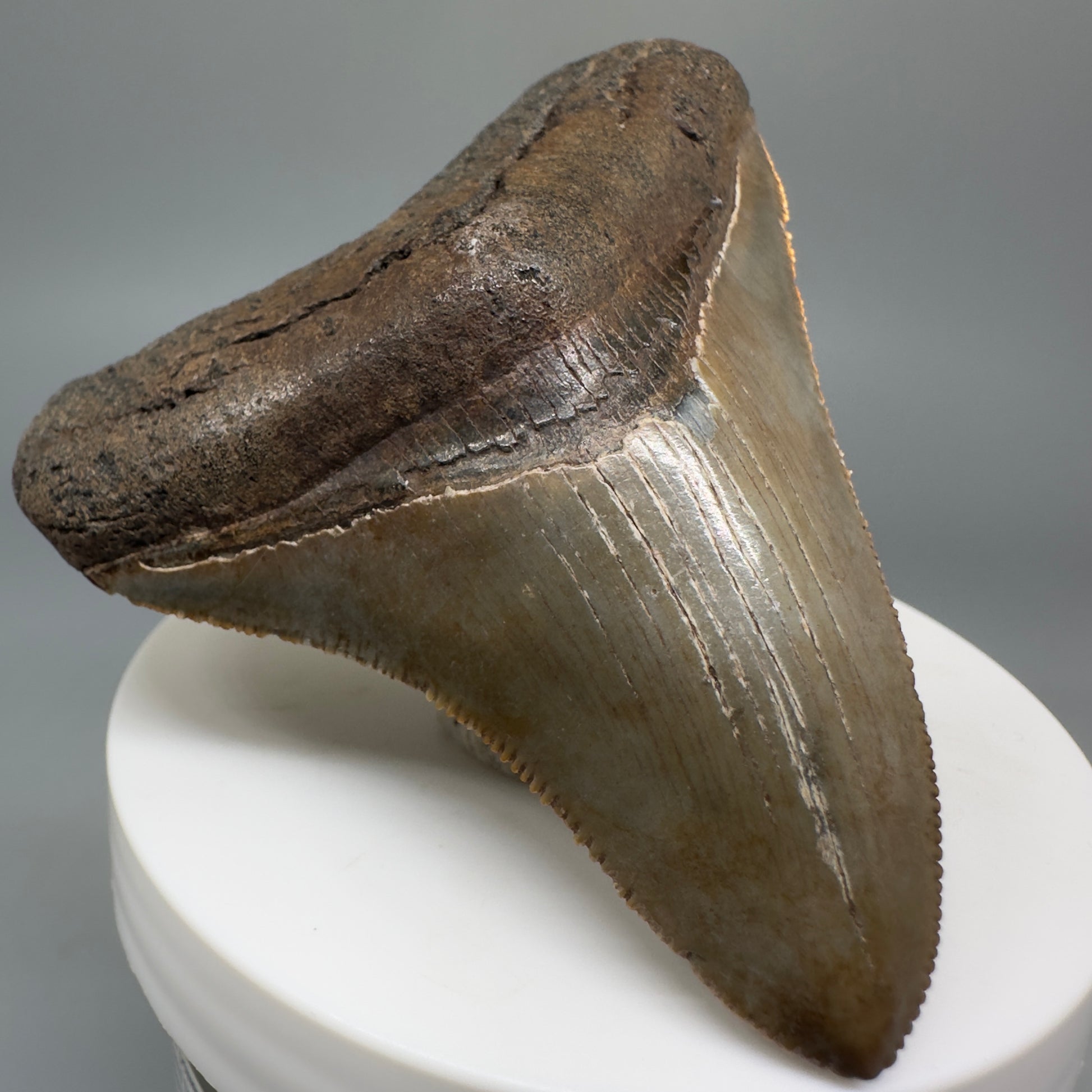Colorful, sharply serrated 2.84" Fossil Megalodon Shark Tooth - Georgia CM5269 - Front Left