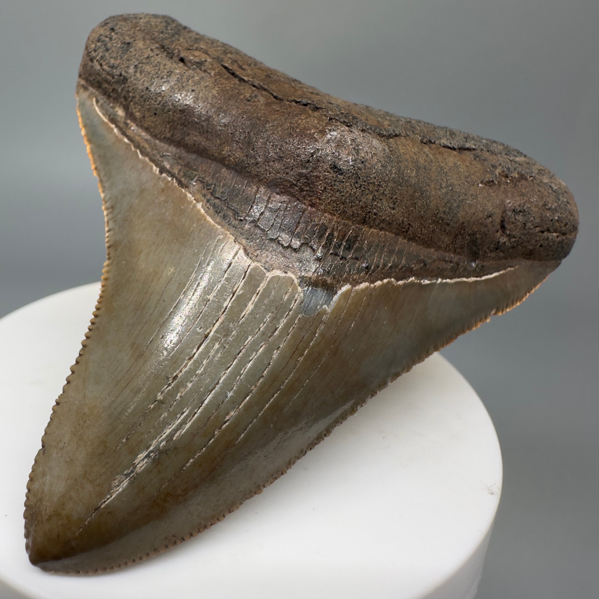 Colorful, sharply serrated 2.84" Fossil Megalodon Shark Tooth - Georgia CM5269 - Front Right